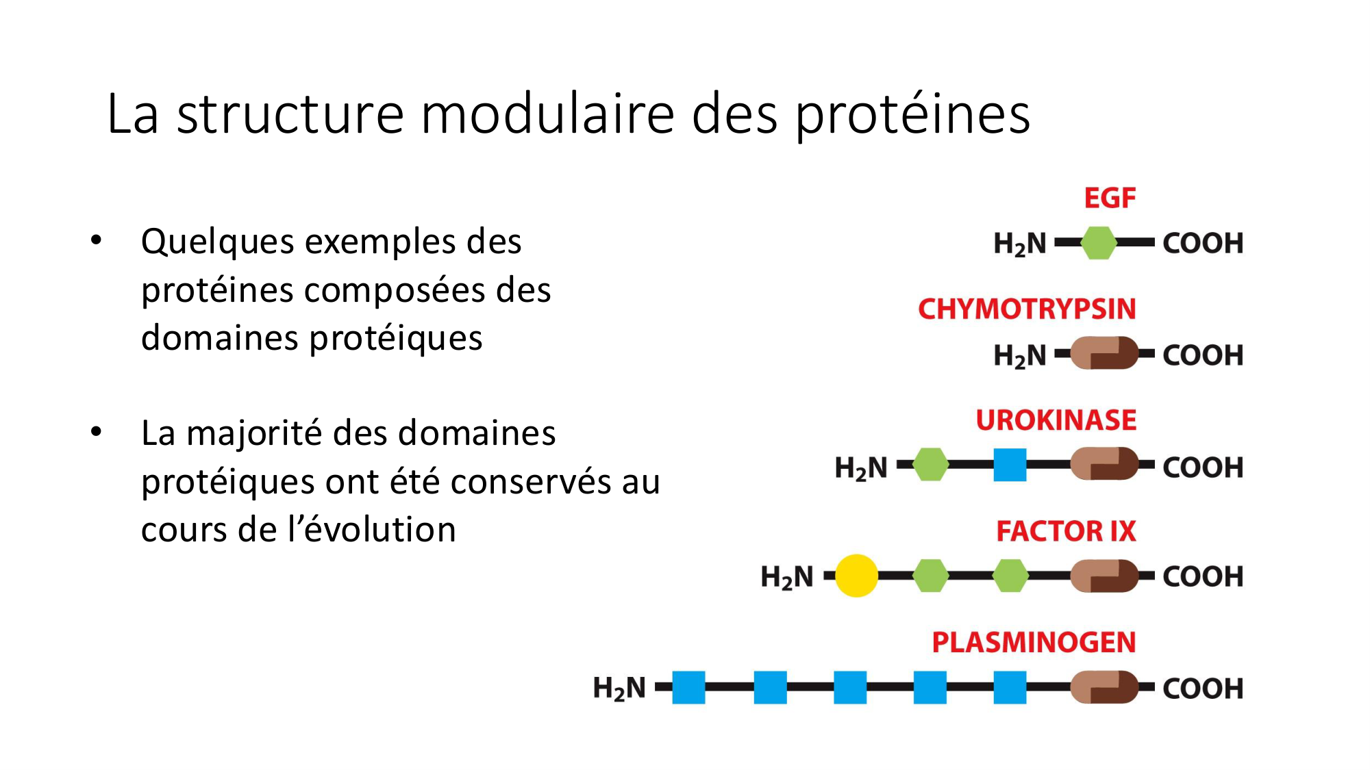 Cours 8 — Structure des protéines page 27
