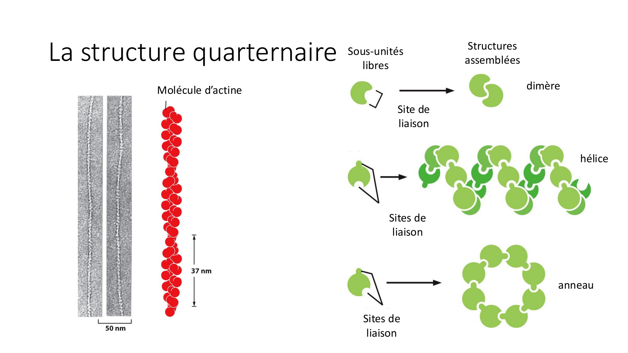 Cours 8 — Structure des protéines page 29