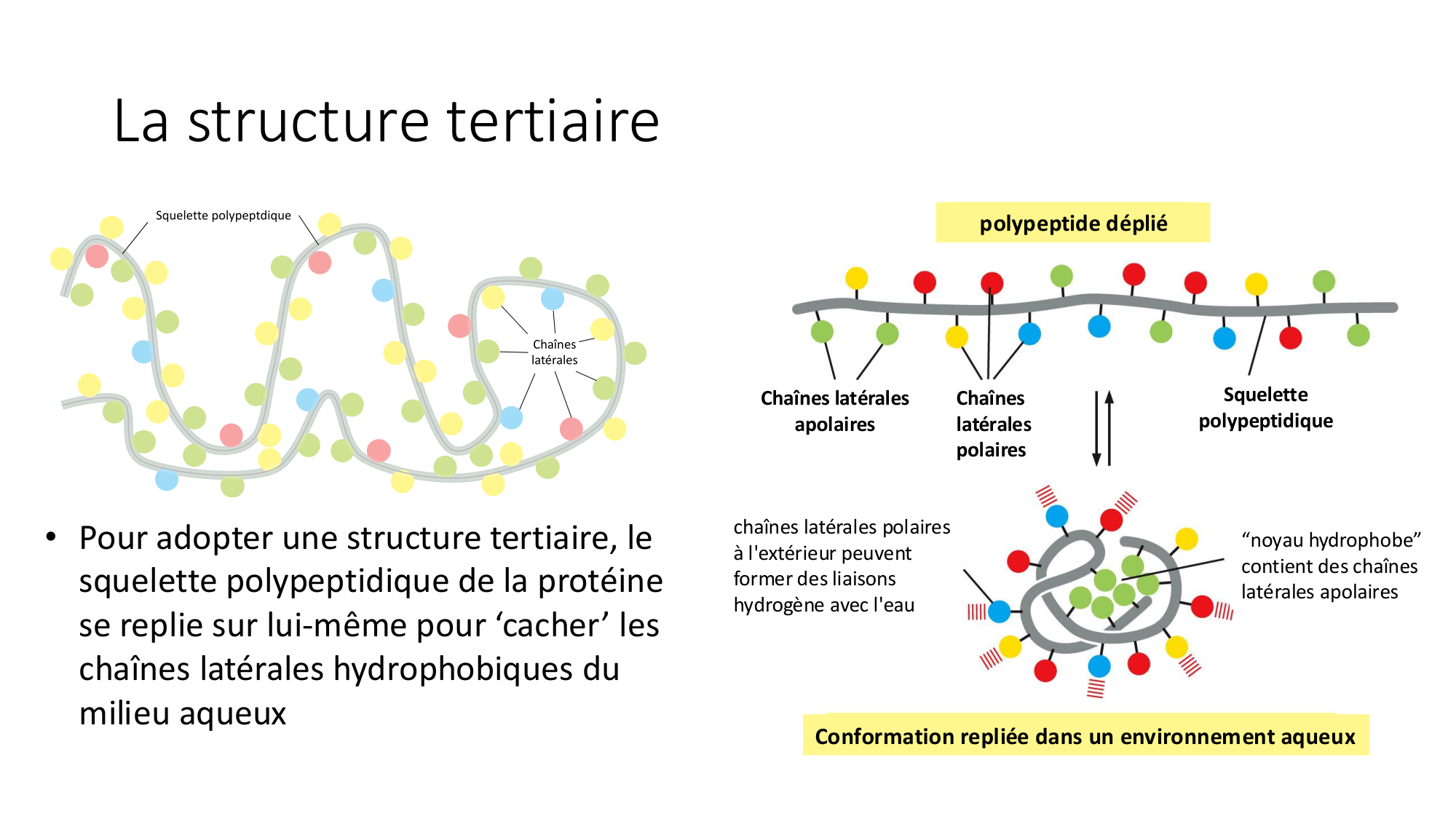 Cours 9 — Modifications et fonction des protéines page 5