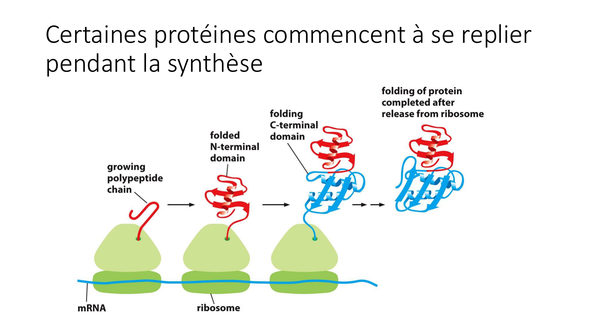 Cours 9 — Modifications et fonction des protéines page 6