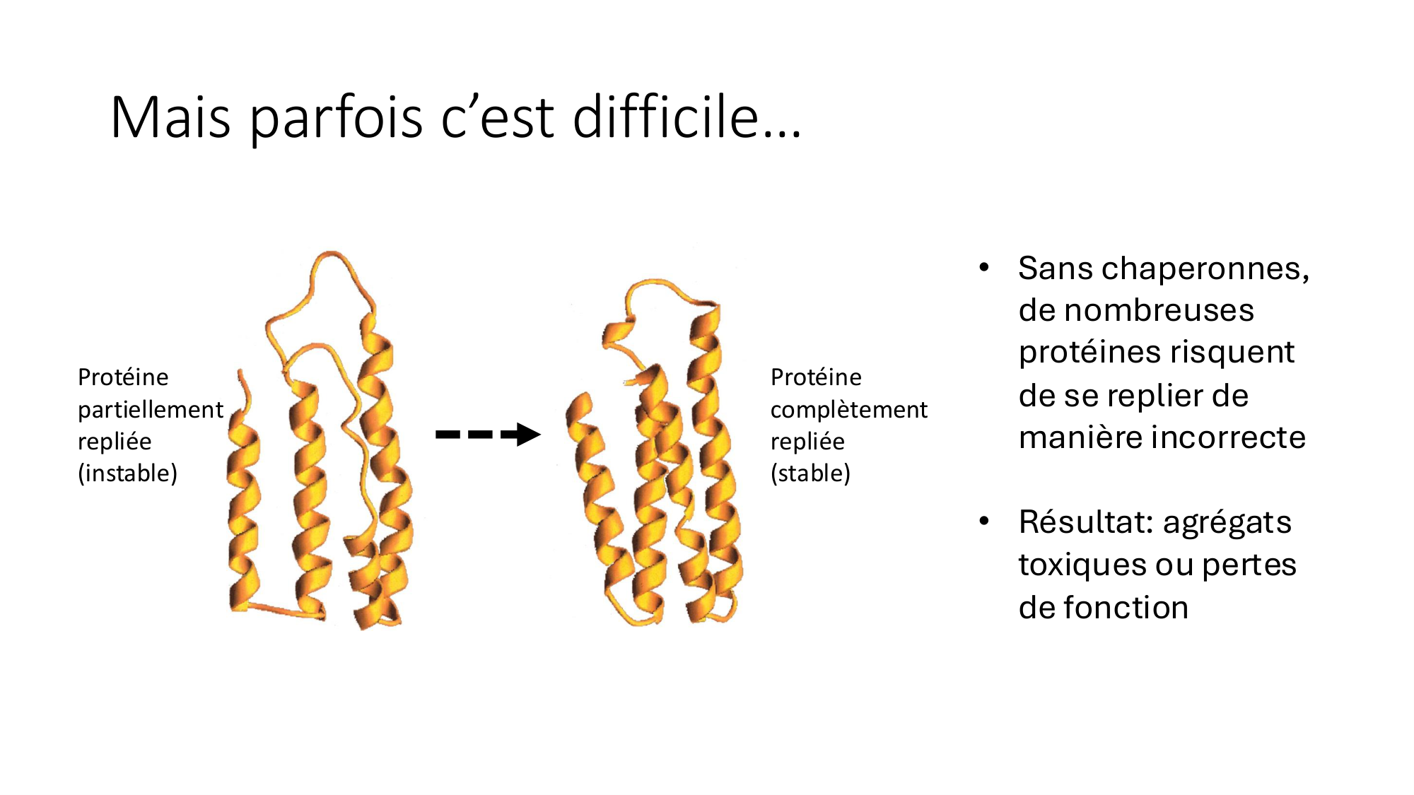 Cours 9 — Modifications et fonction des protéines page 7