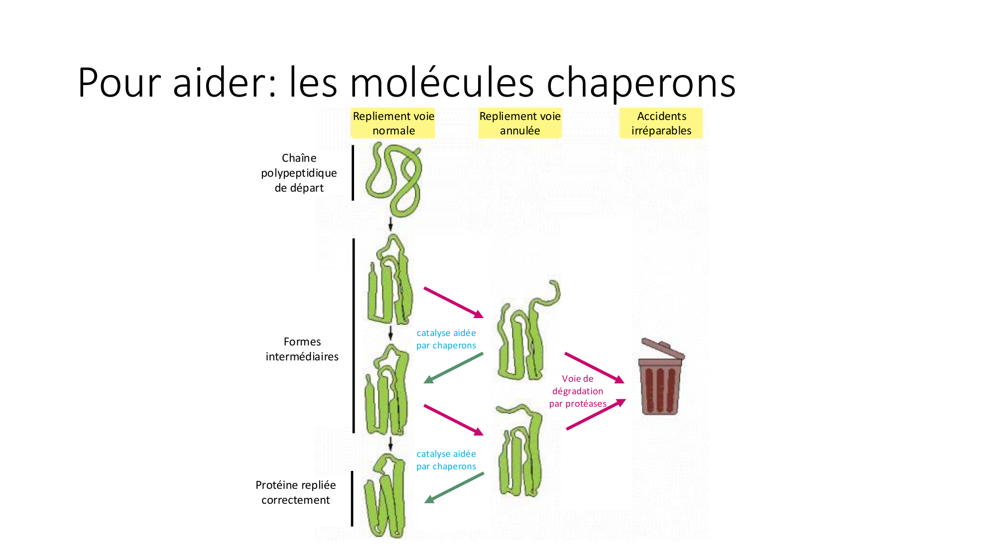 Cours 9 — Modifications et fonction des protéines page 8