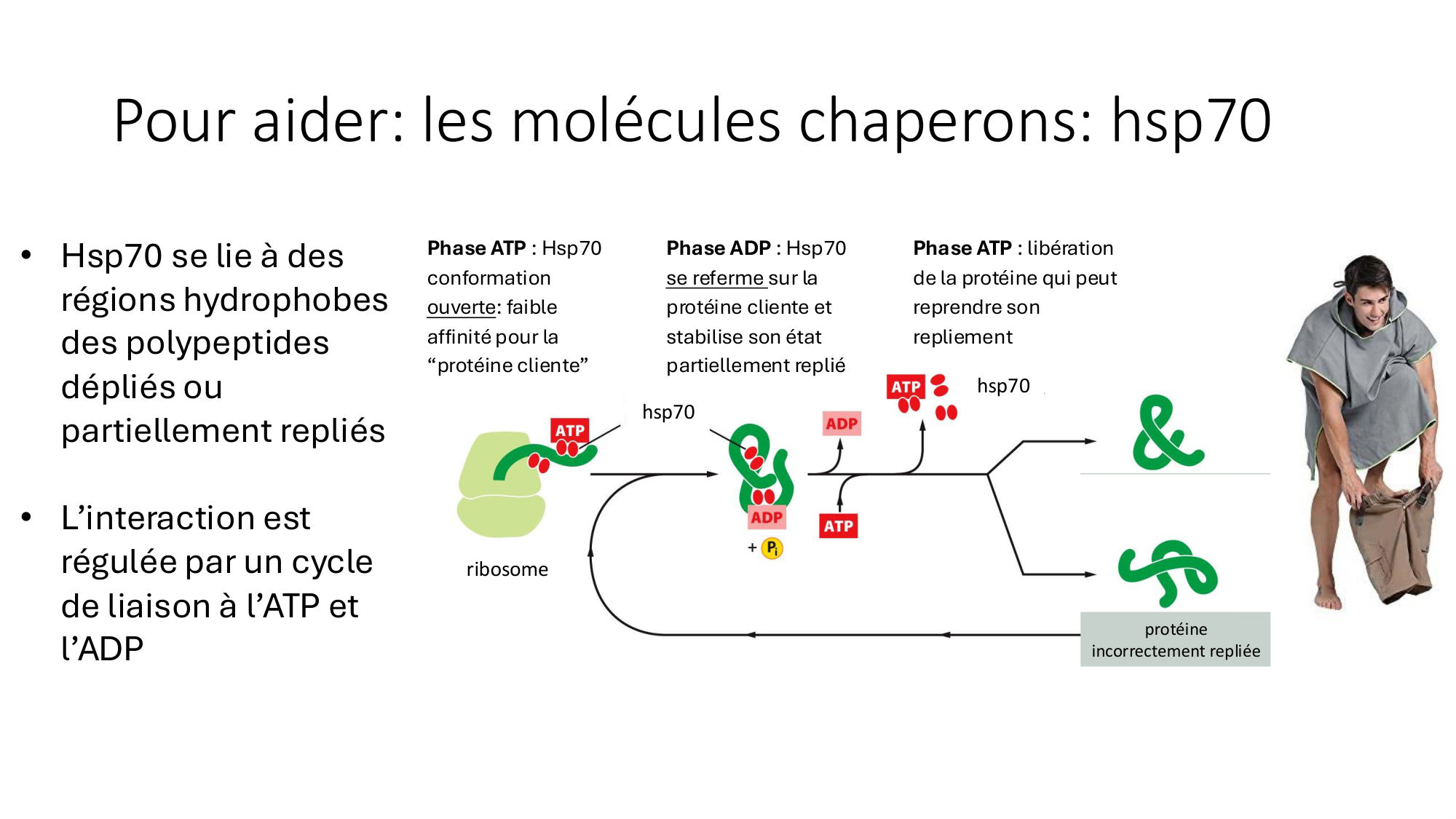 Cours 9 — Modifications et fonction des protéines page 9