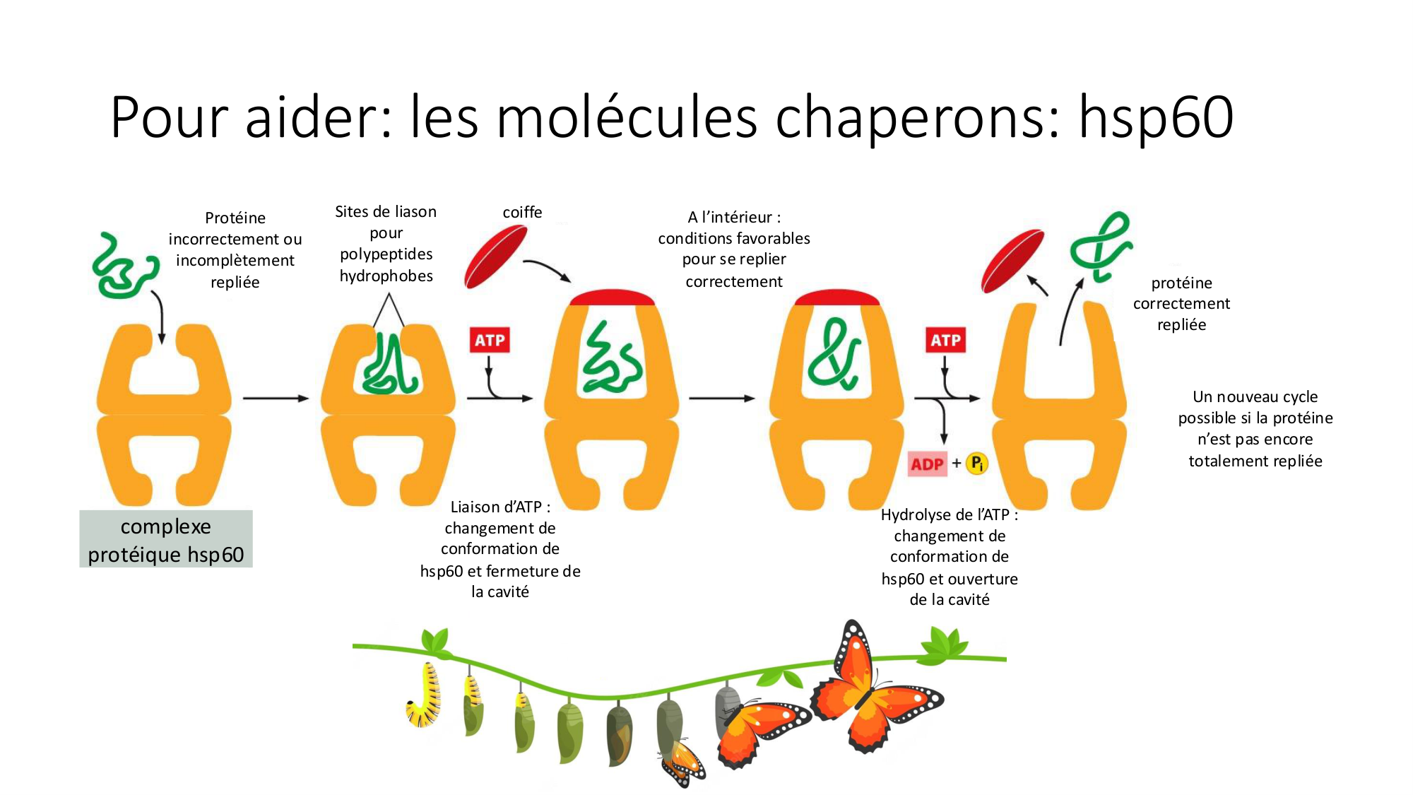 Cours 9 — Modifications et fonction des protéines page 10