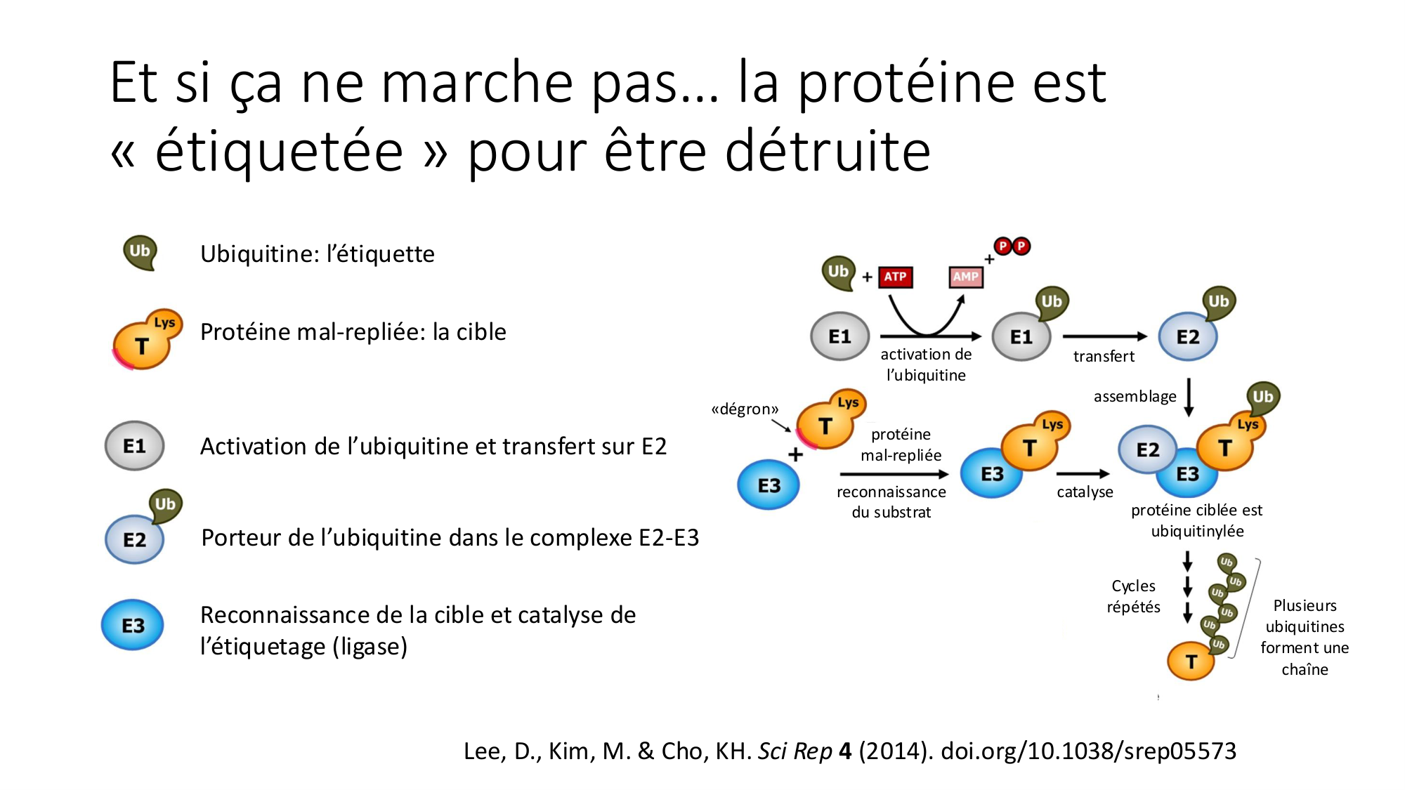 Cours 9 — Modifications et fonction des protéines page 11