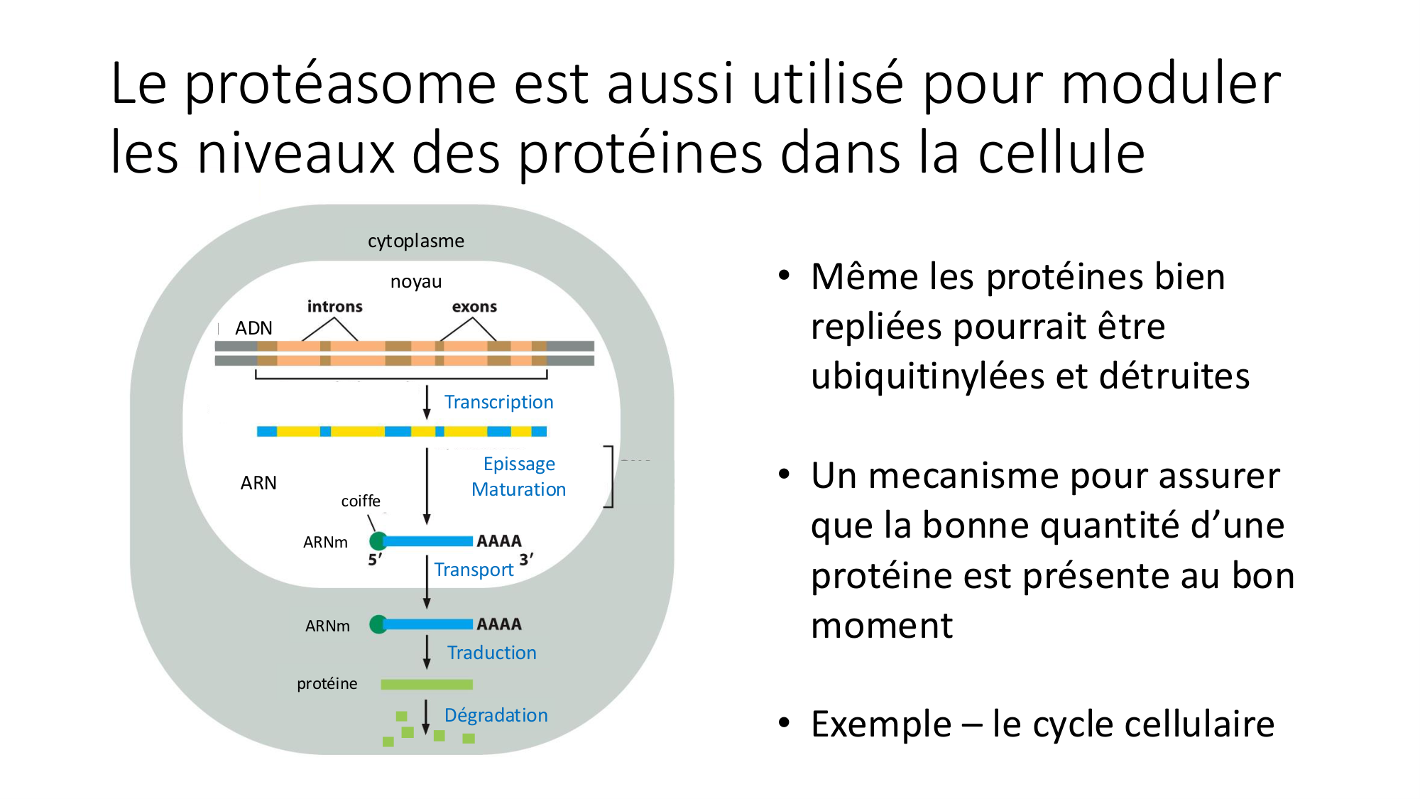 Cours 9 — Modifications et fonction des protéines page 13