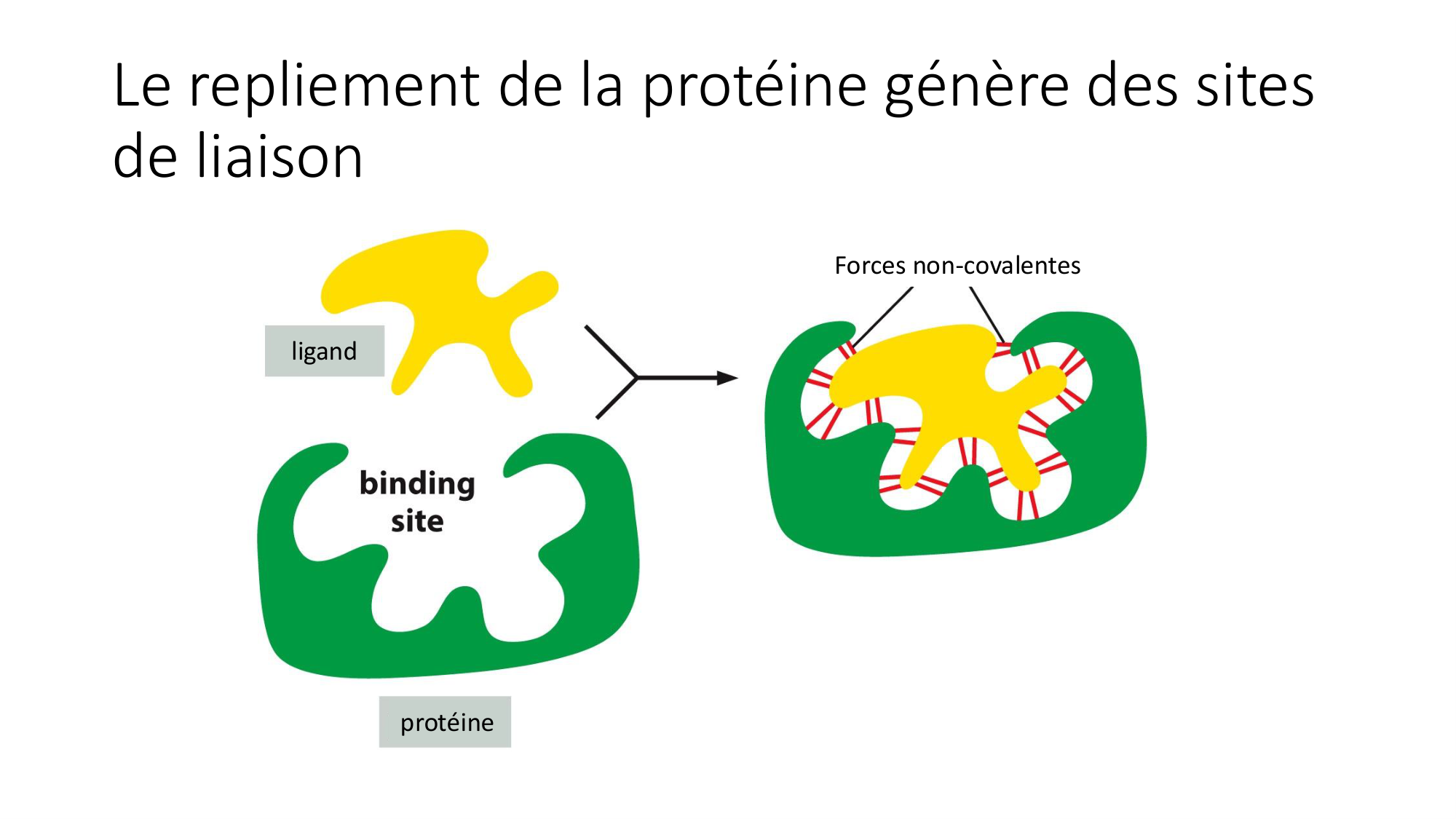 Cours 9 — Modifications et fonction des protéines page 16