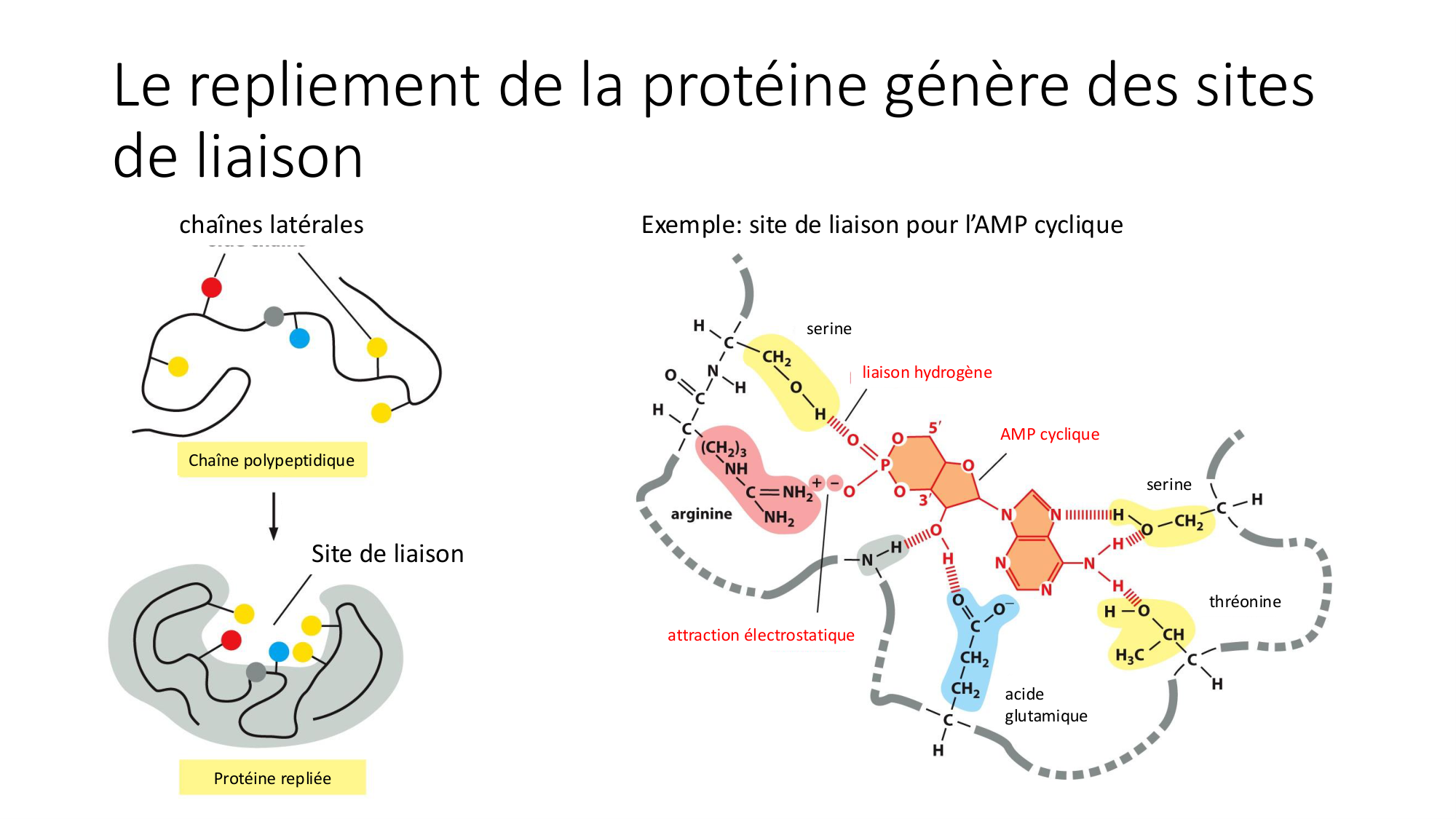 Cours 9 — Modifications et fonction des protéines page 18