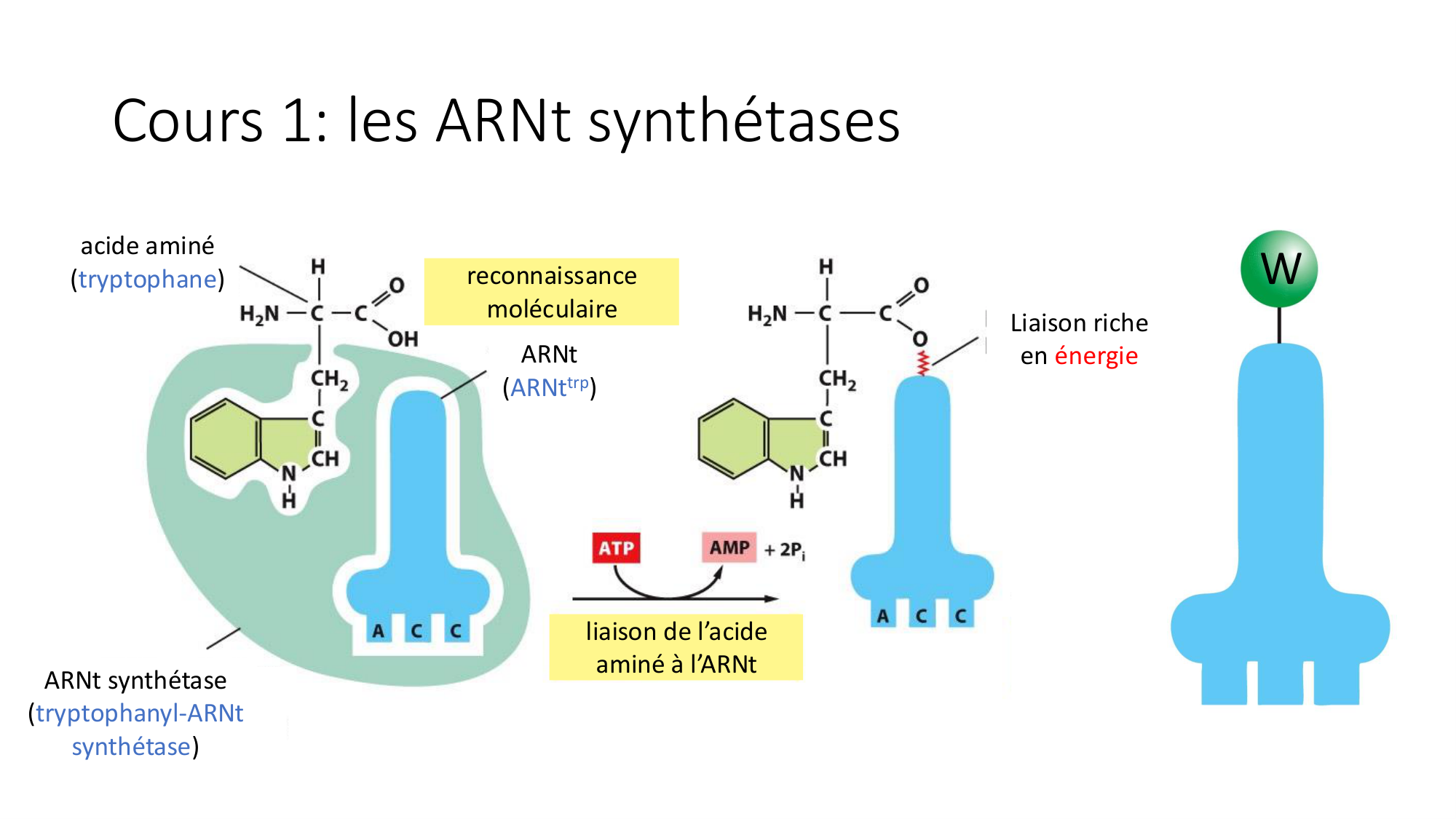 Cours 9 — Modifications et fonction des protéines page 19
