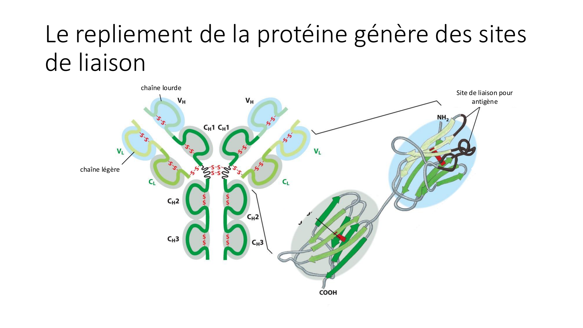Cours 9 — Modifications et fonction des protéines page 20