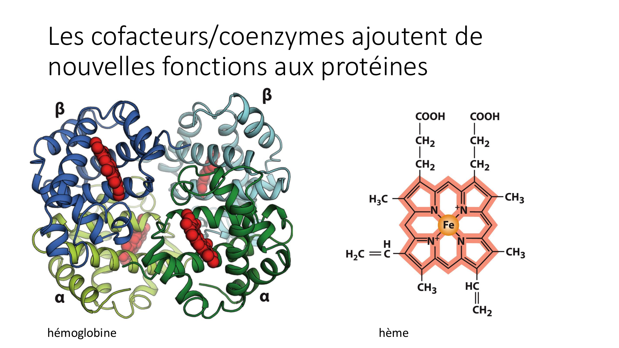 Cours 9 — Modifications et fonction des protéines page 21