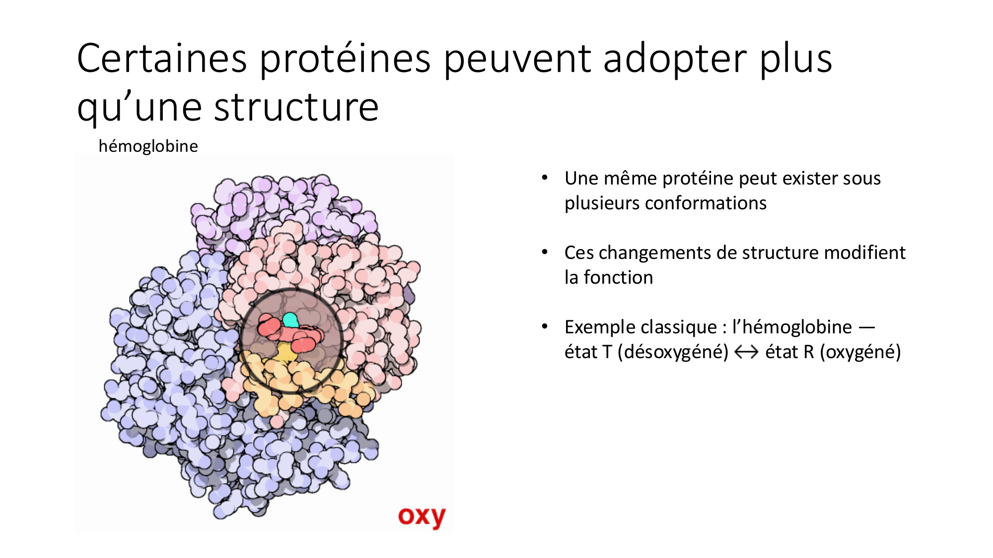 Cours 9 — Modifications et fonction des protéines page 23