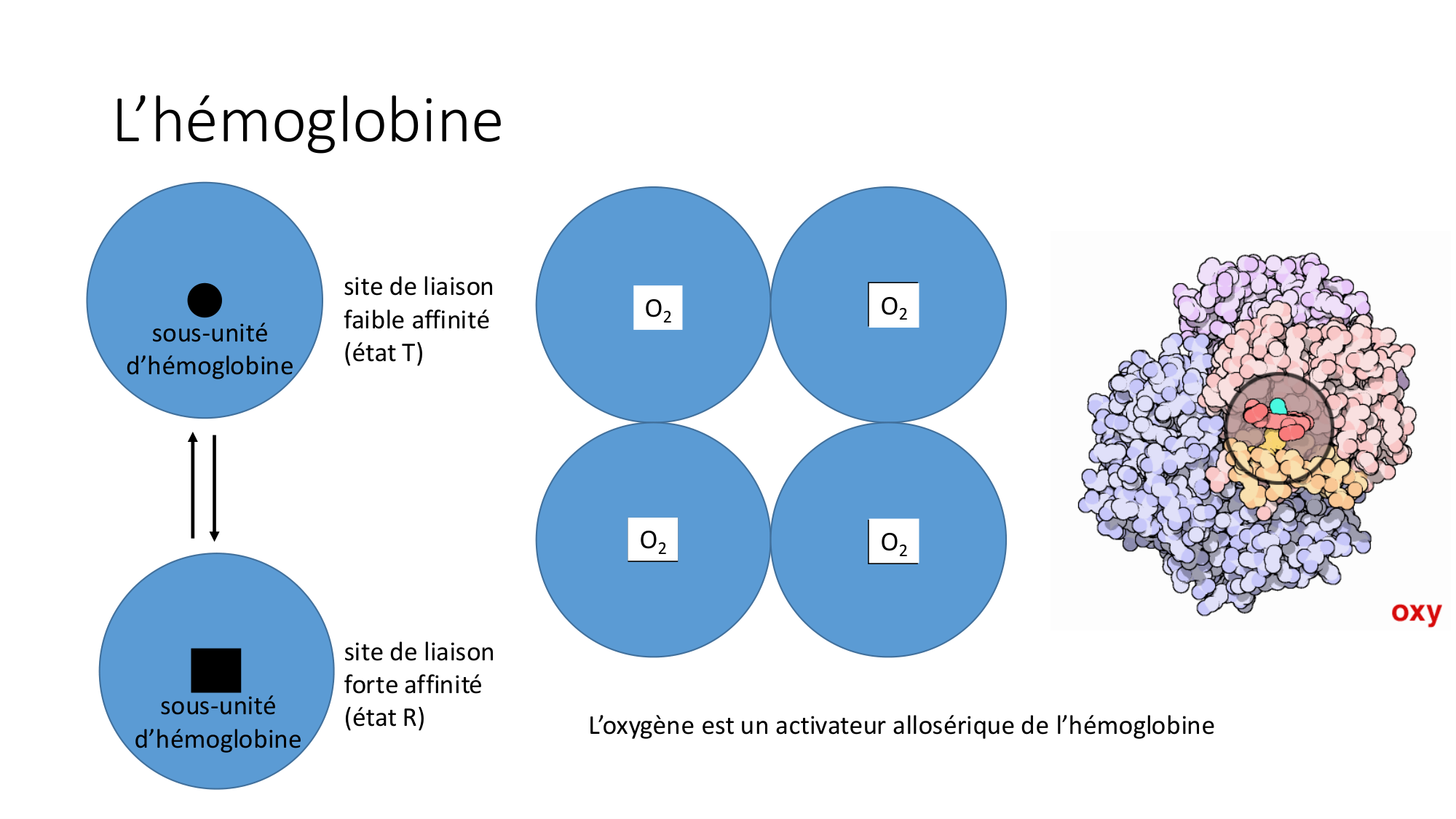 Cours 9 — Modifications et fonction des protéines page 24