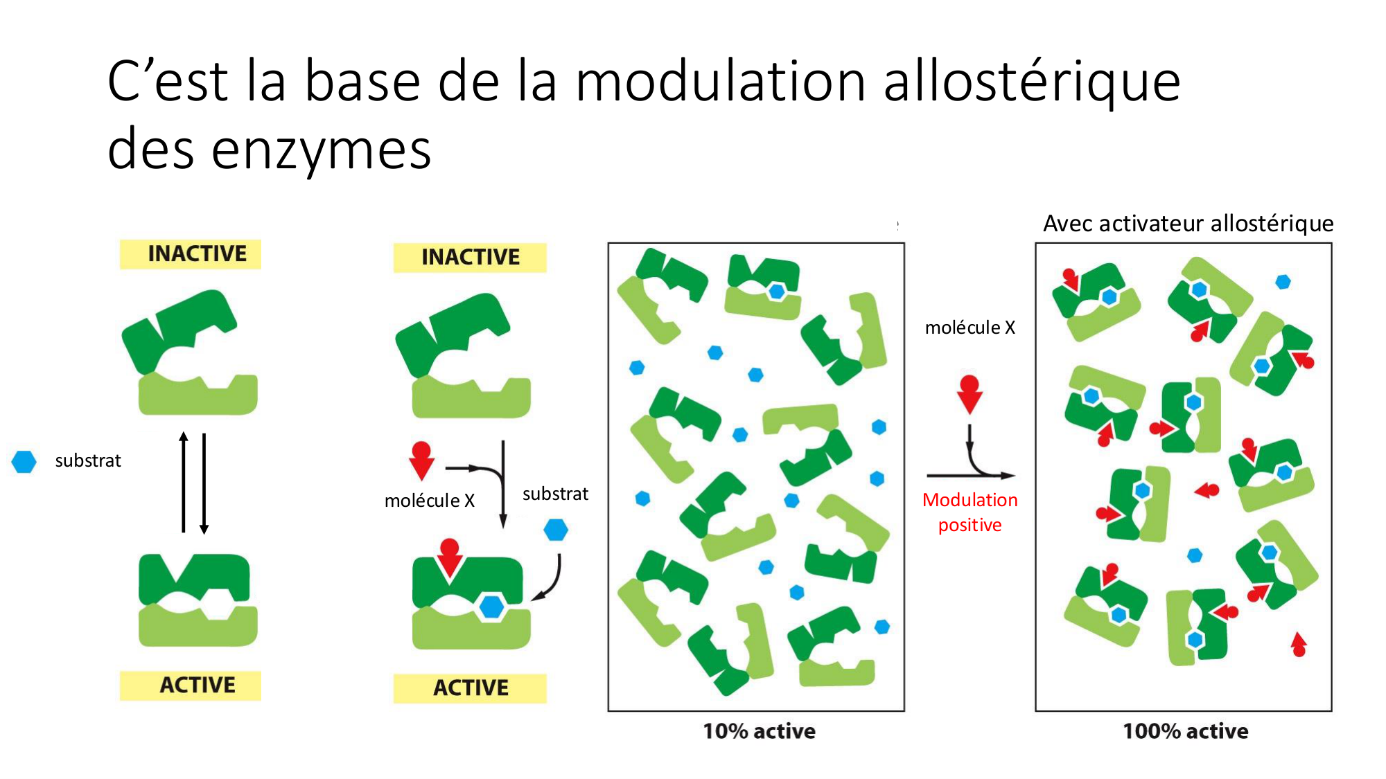 Cours 9 — Modifications et fonction des protéines page 25