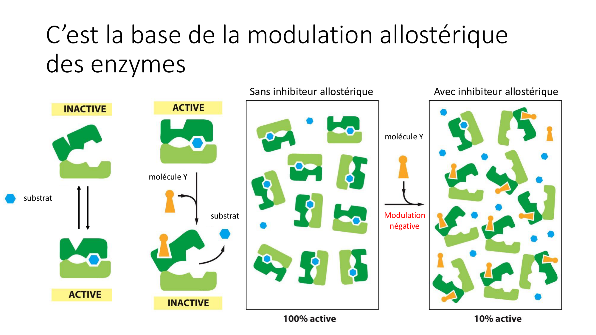 Cours 9 — Modifications et fonction des protéines page 26