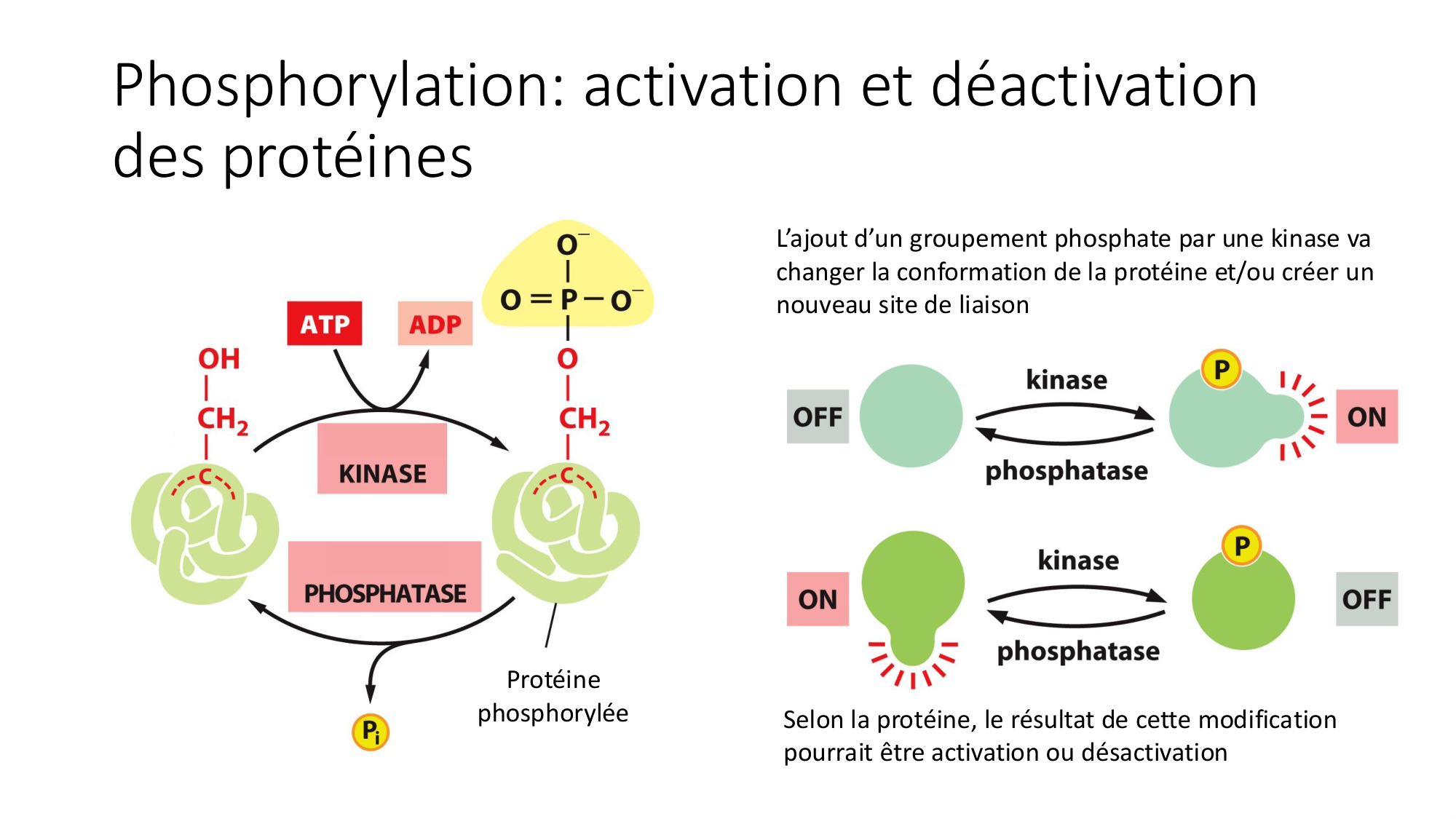 Cours 9 — Modifications et fonction des protéines page 27