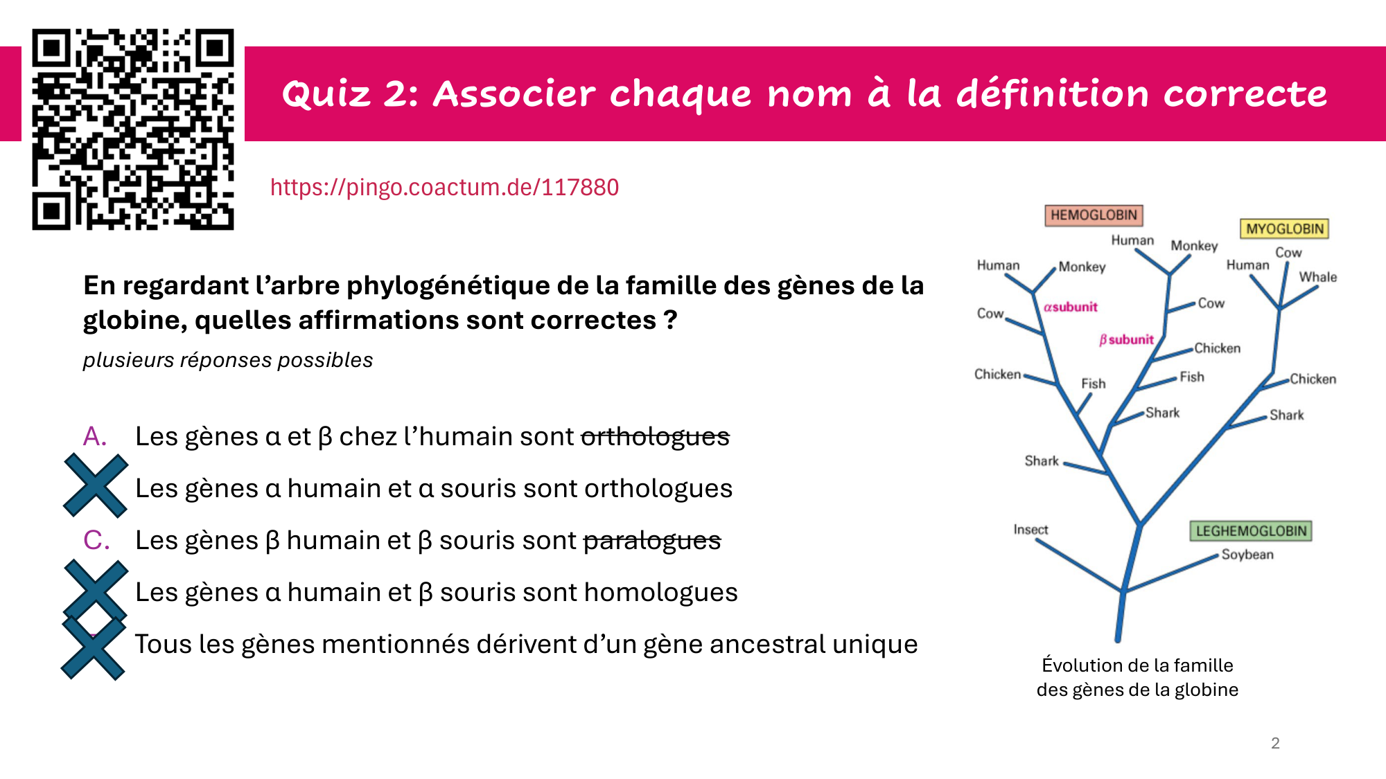 Génome et chromatine — réponses page 2