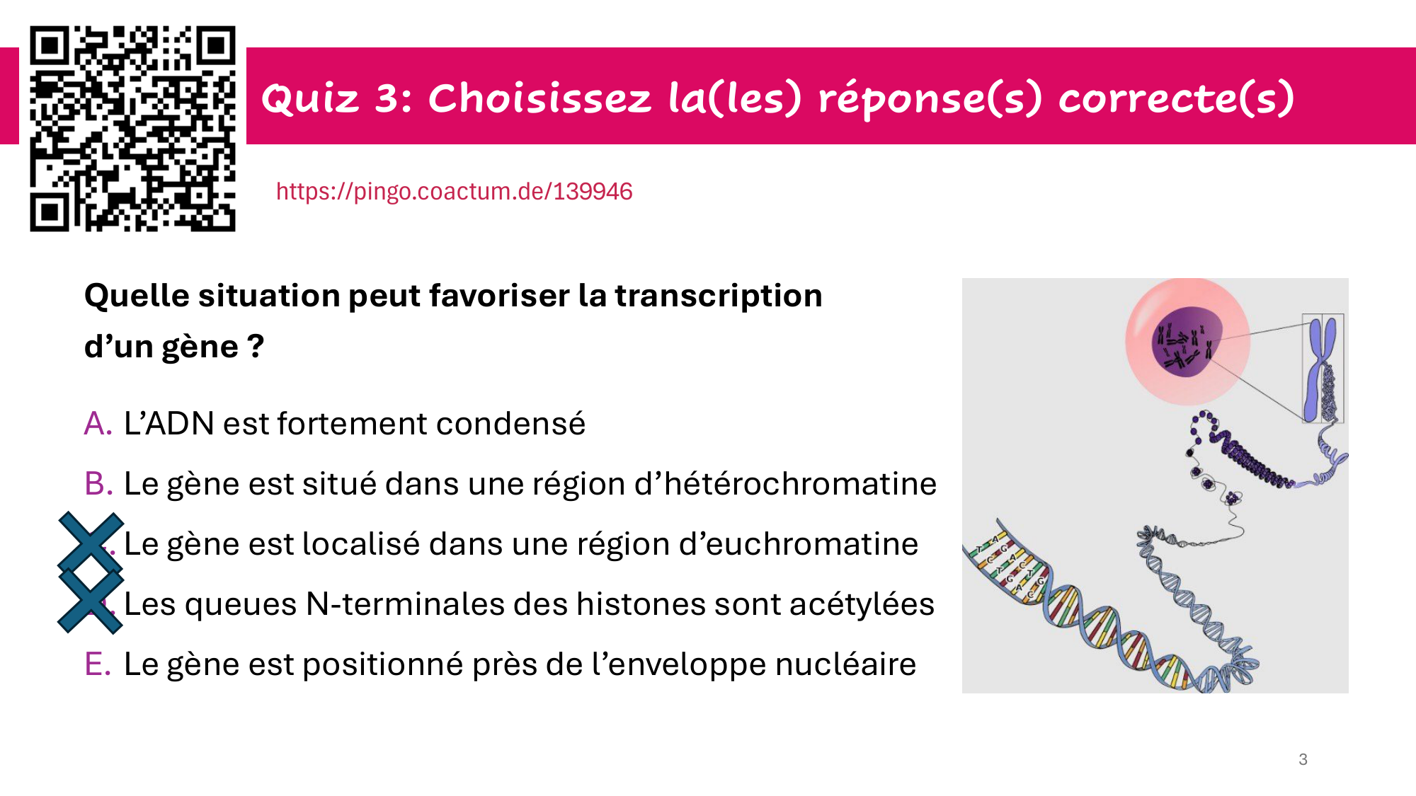 Génome et chromatine — réponses page 3