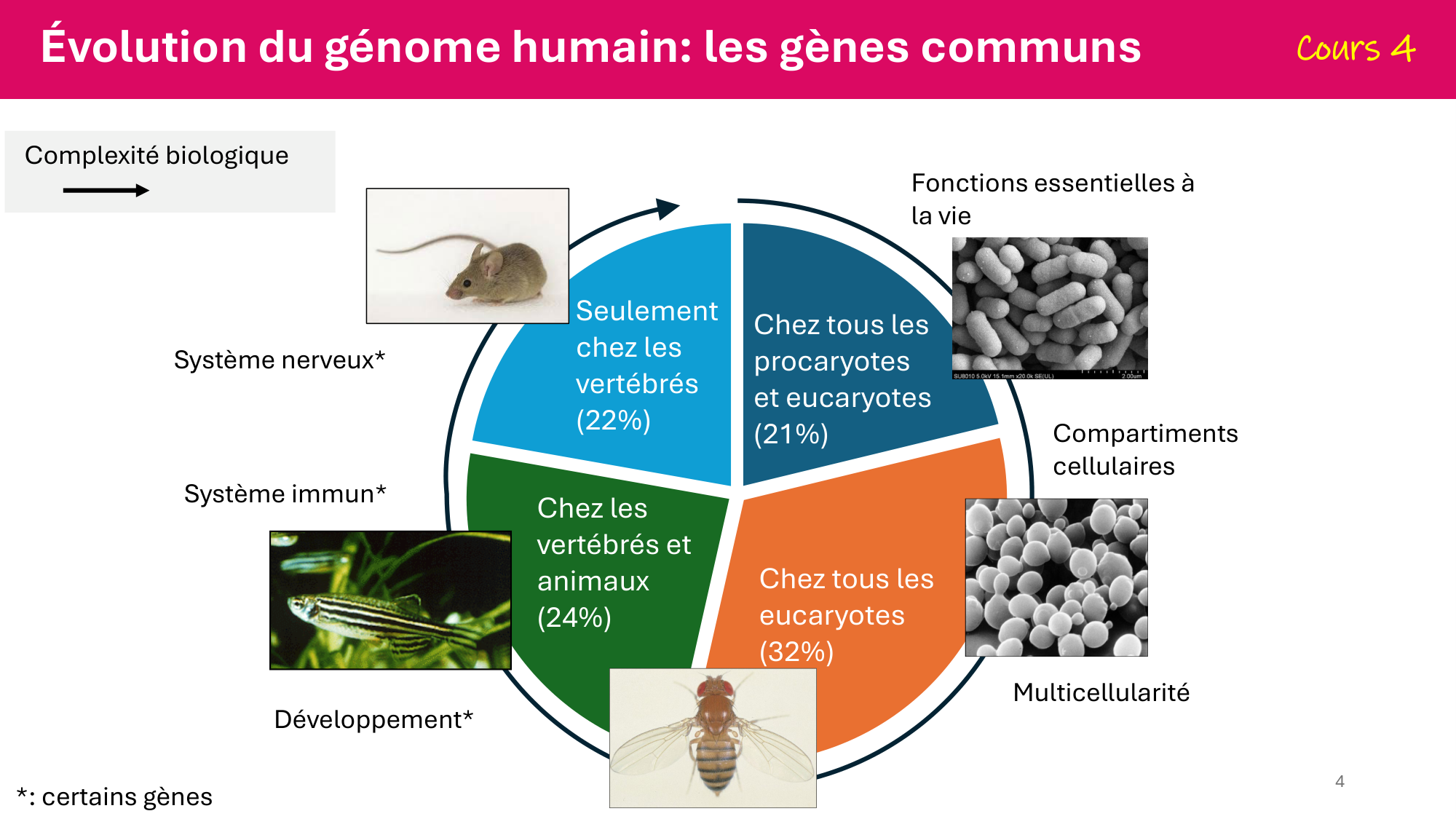 De l'ADN à la protéine — répétitoire page 4