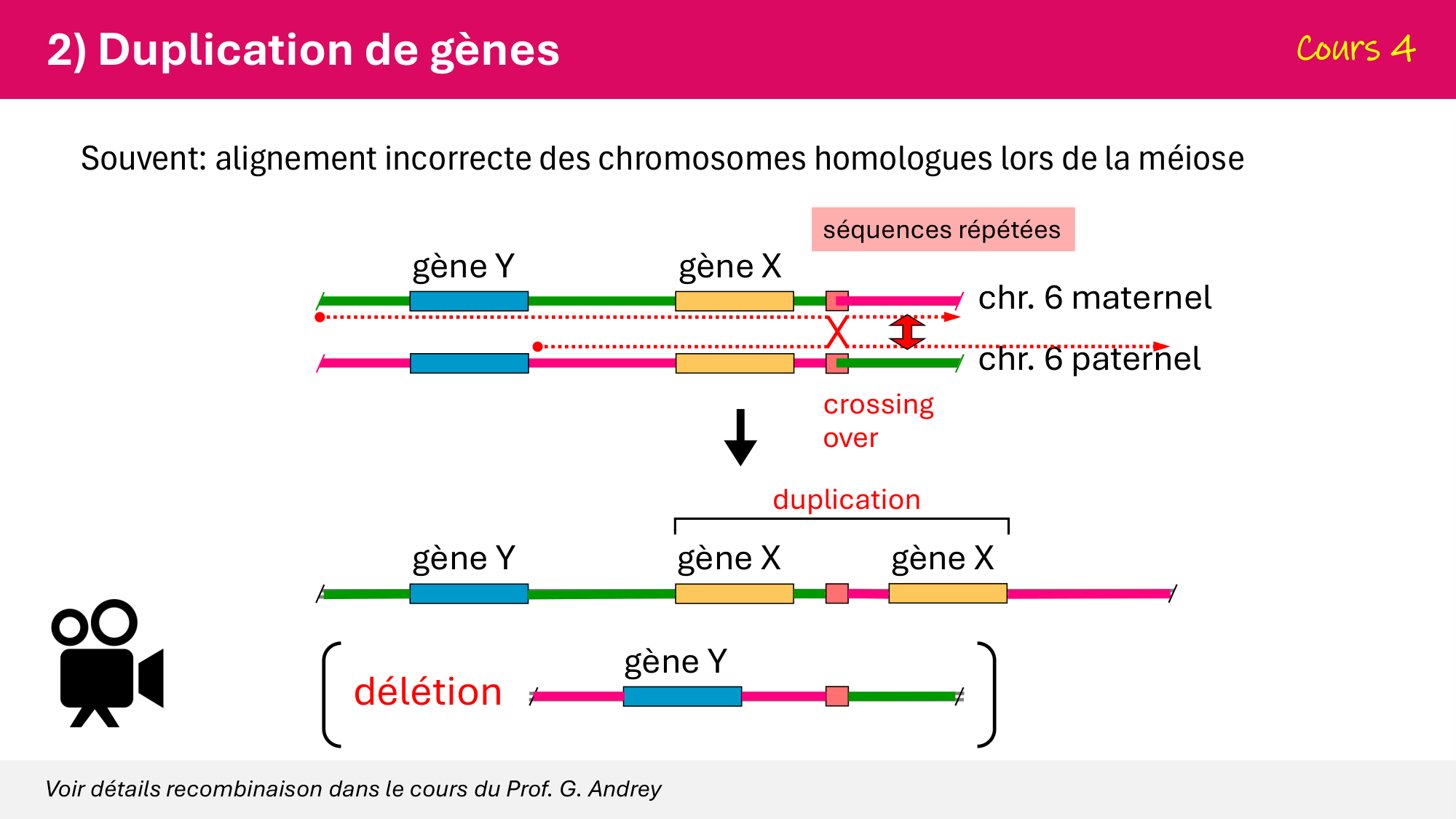 De l'ADN à la protéine — répétitoire page 8