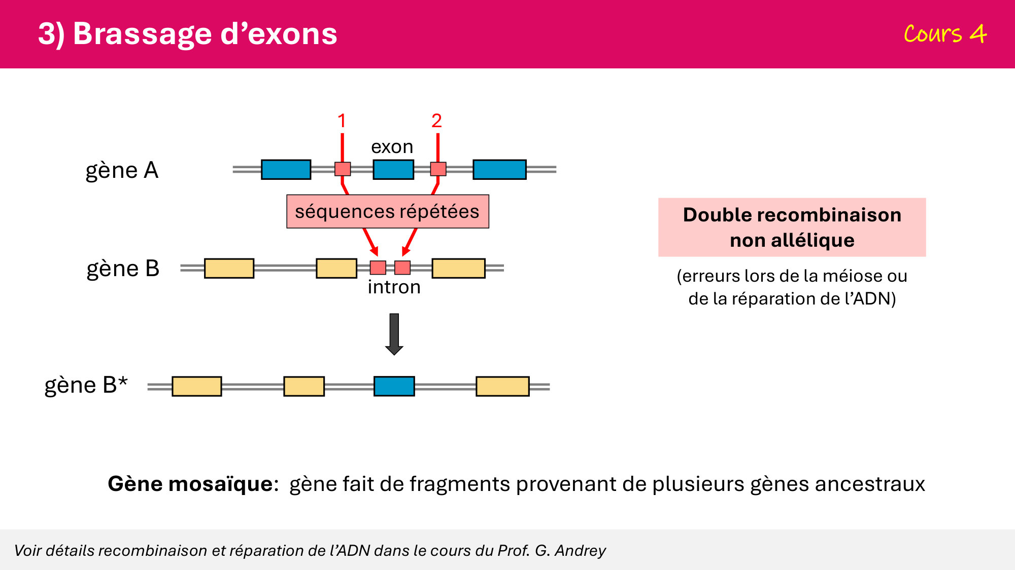 De l'ADN à la protéine — répétitoire page 9