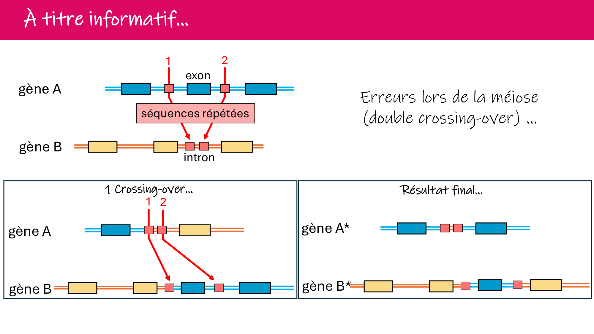 De l'ADN à la protéine — répétitoire page 10