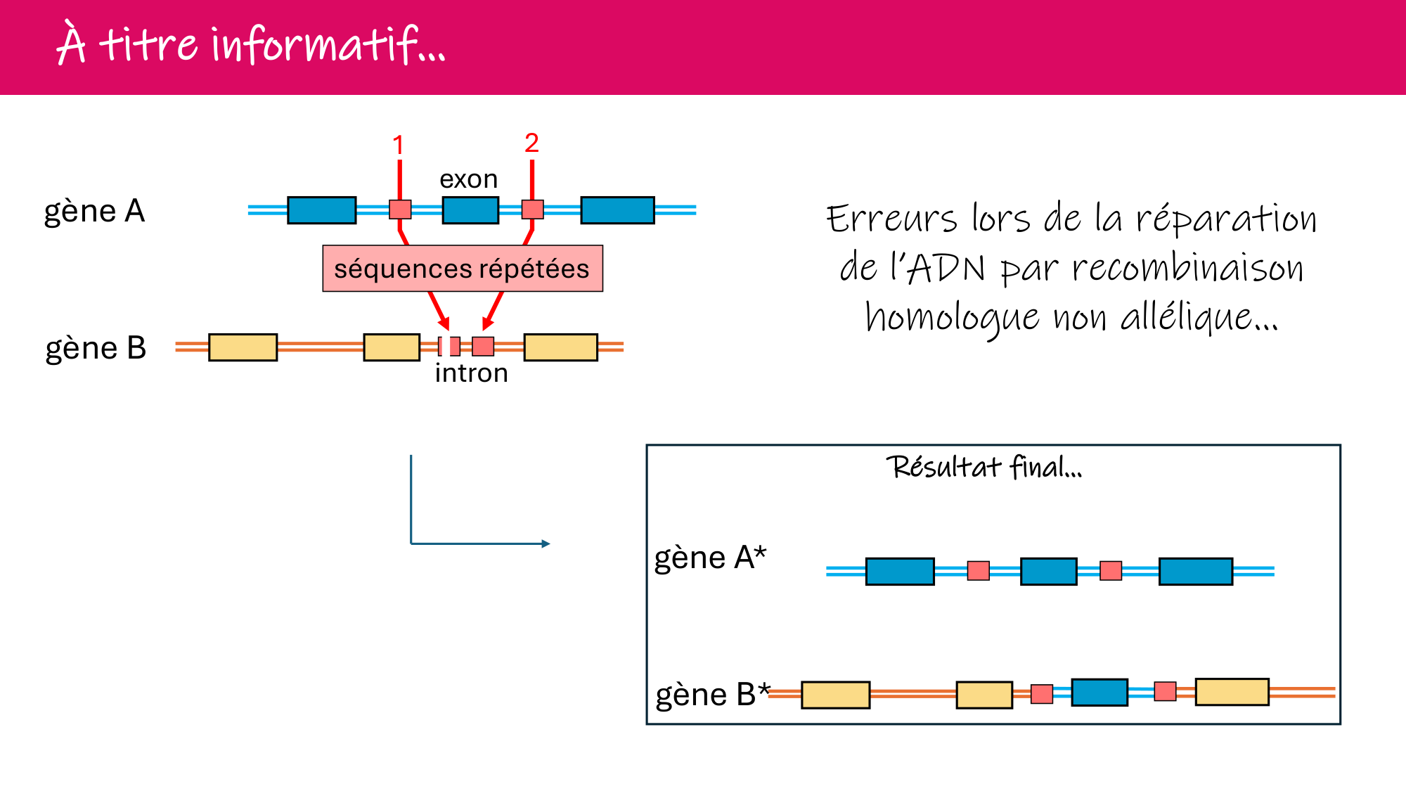 De l'ADN à la protéine — répétitoire page 11