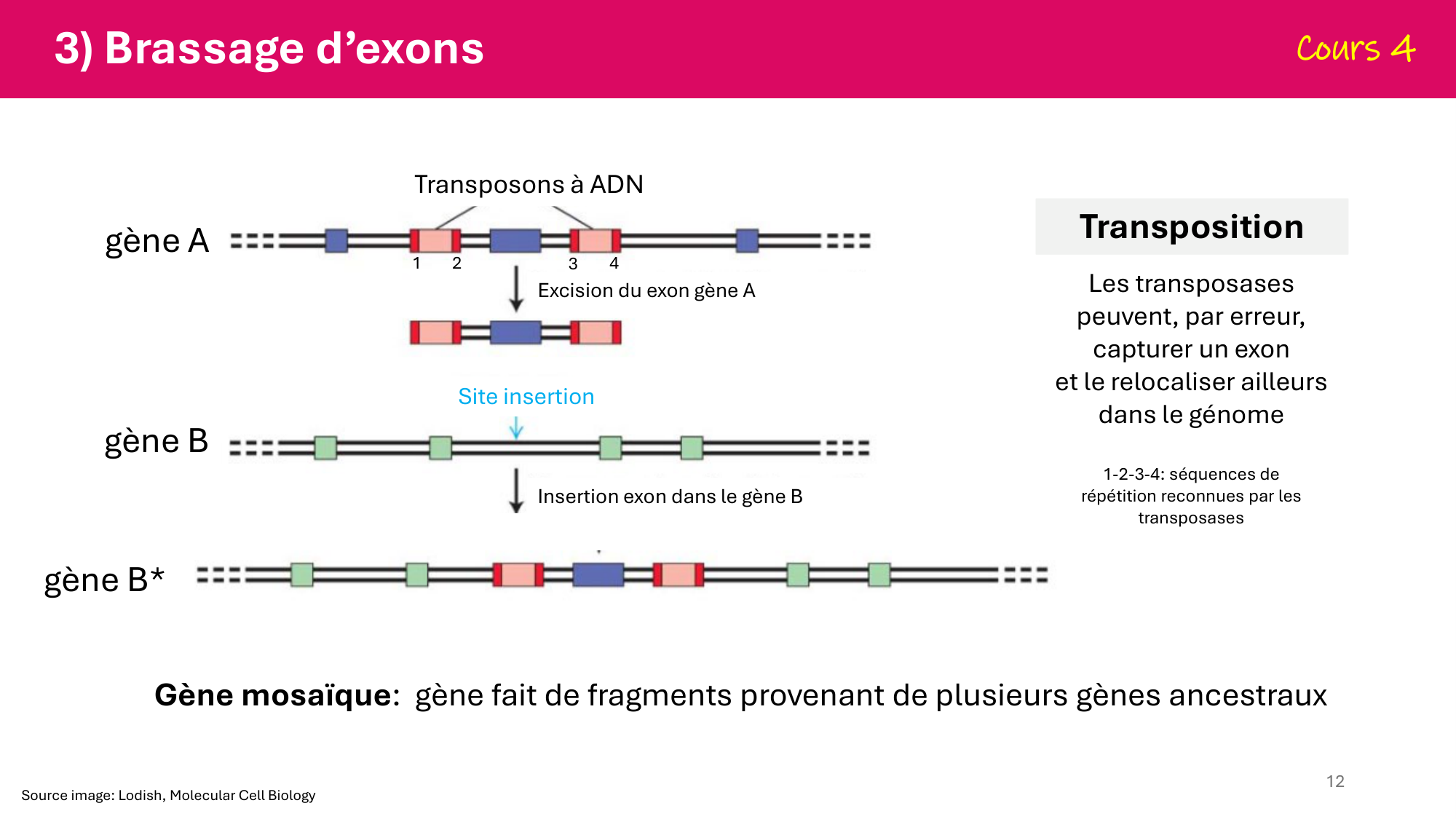 De l'ADN à la protéine — répétitoire page 12