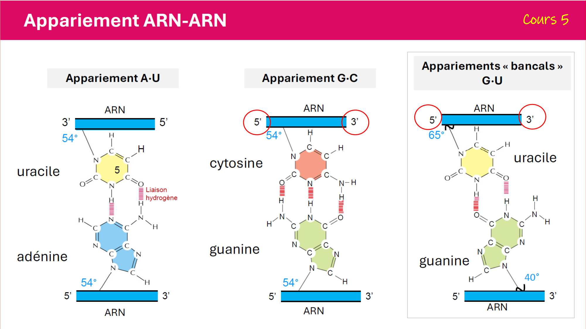 De l'ADN à la protéine — répétitoire page 17