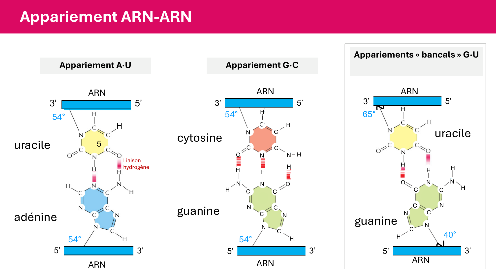 De l'ADN à la protéine — répétitoire page 18