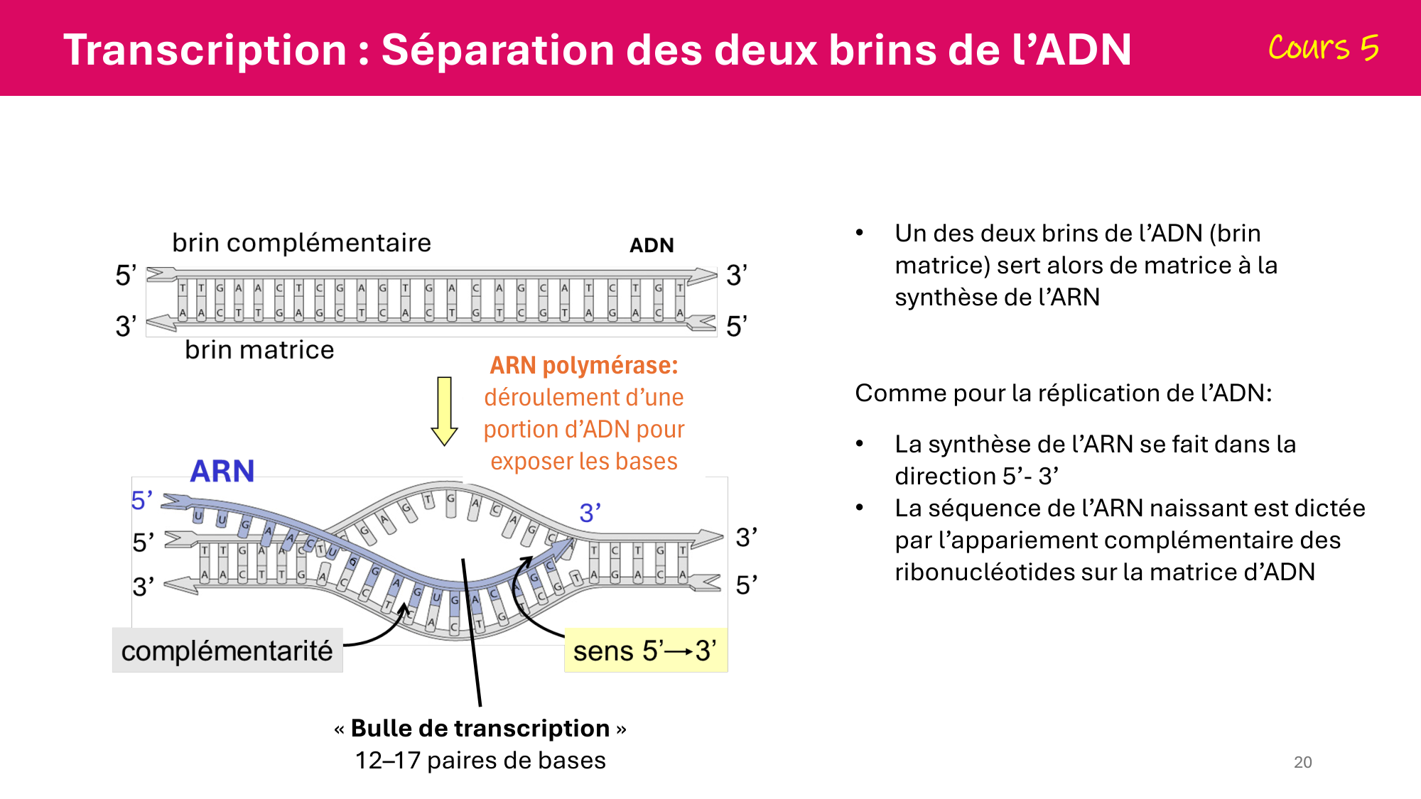De l'ADN à la protéine — répétitoire page 20