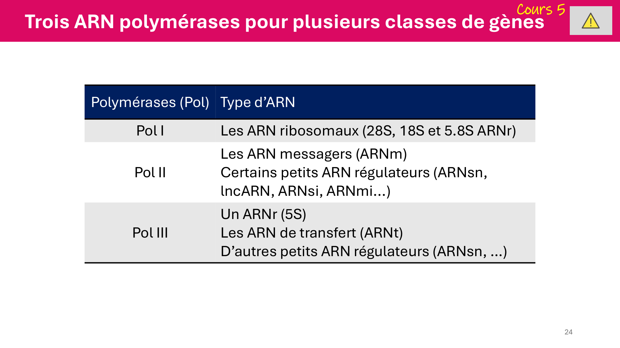De l'ADN à la protéine — répétitoire page 24