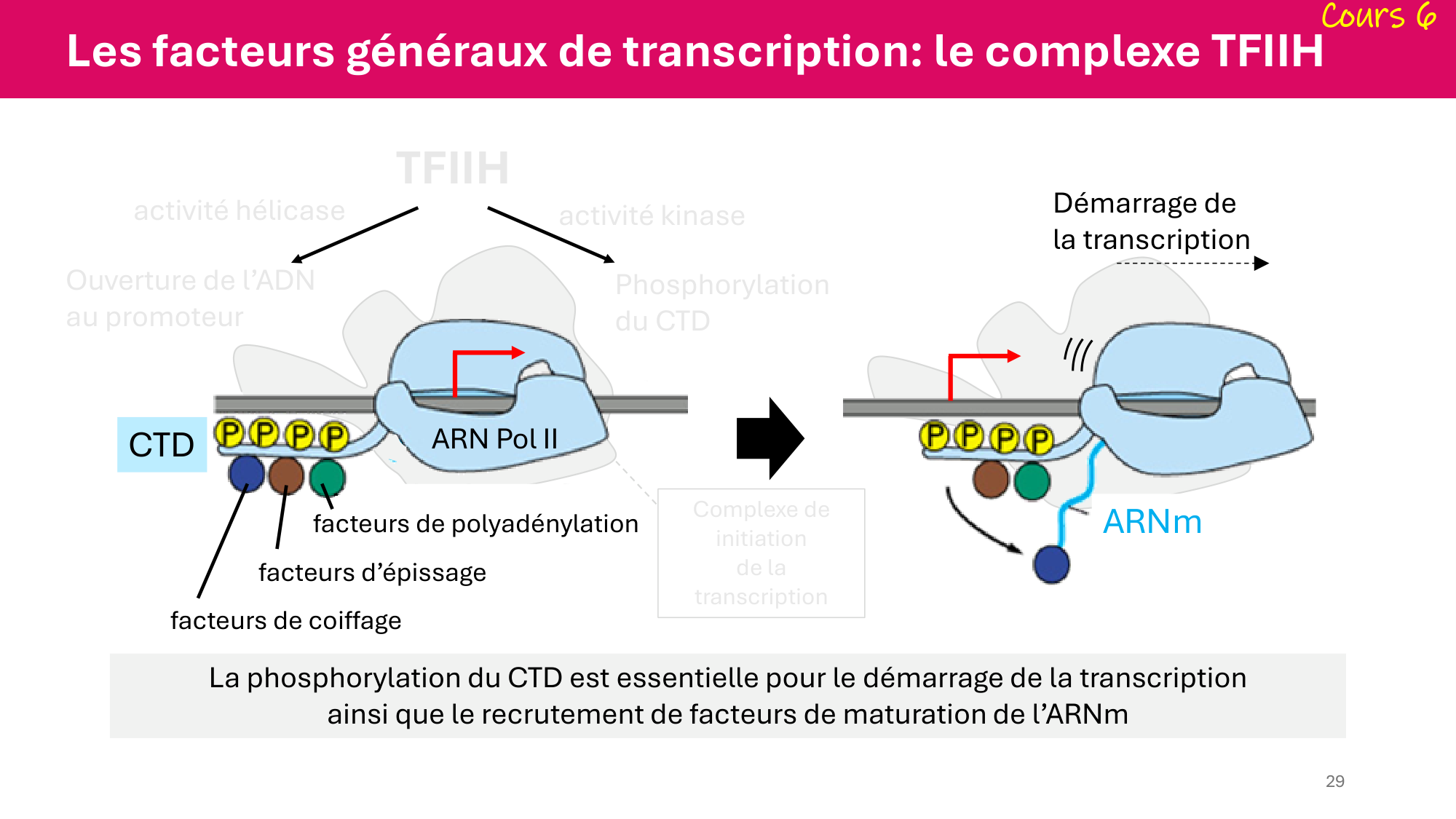 De l'ADN à la protéine — répétitoire page 29