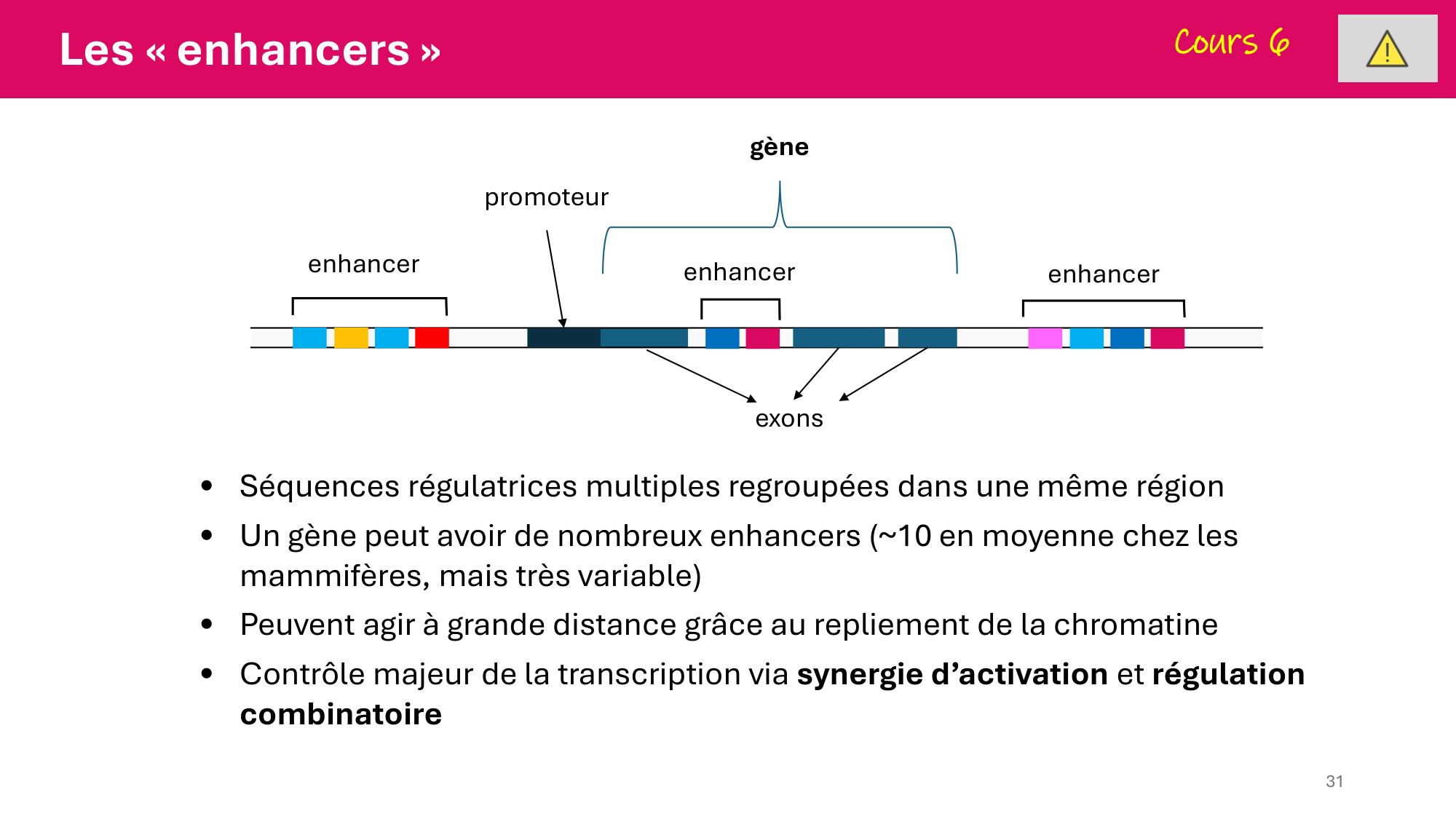 De l'ADN à la protéine — répétitoire page 31