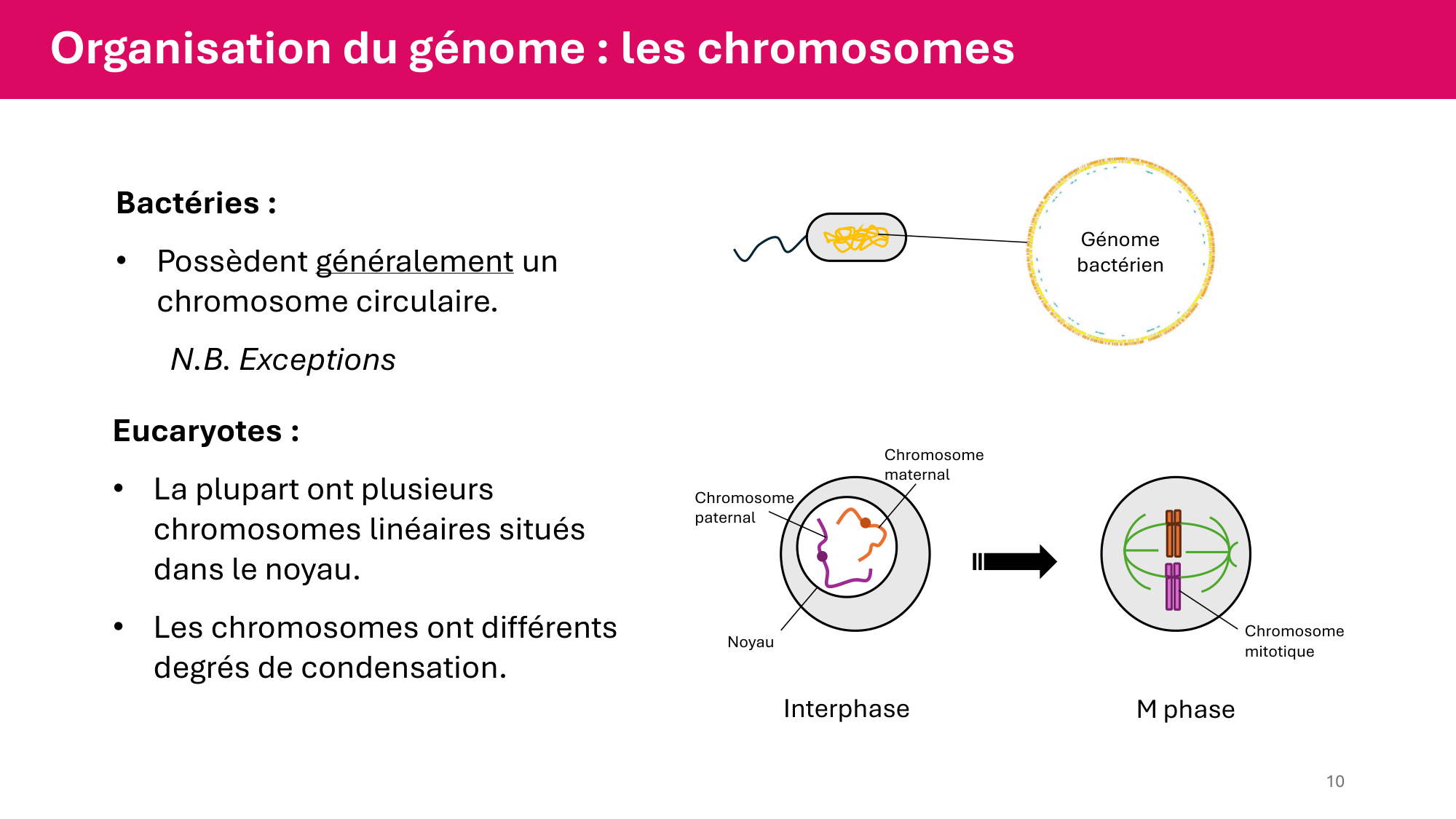 Cours 4 — Génome et chromatine page 10