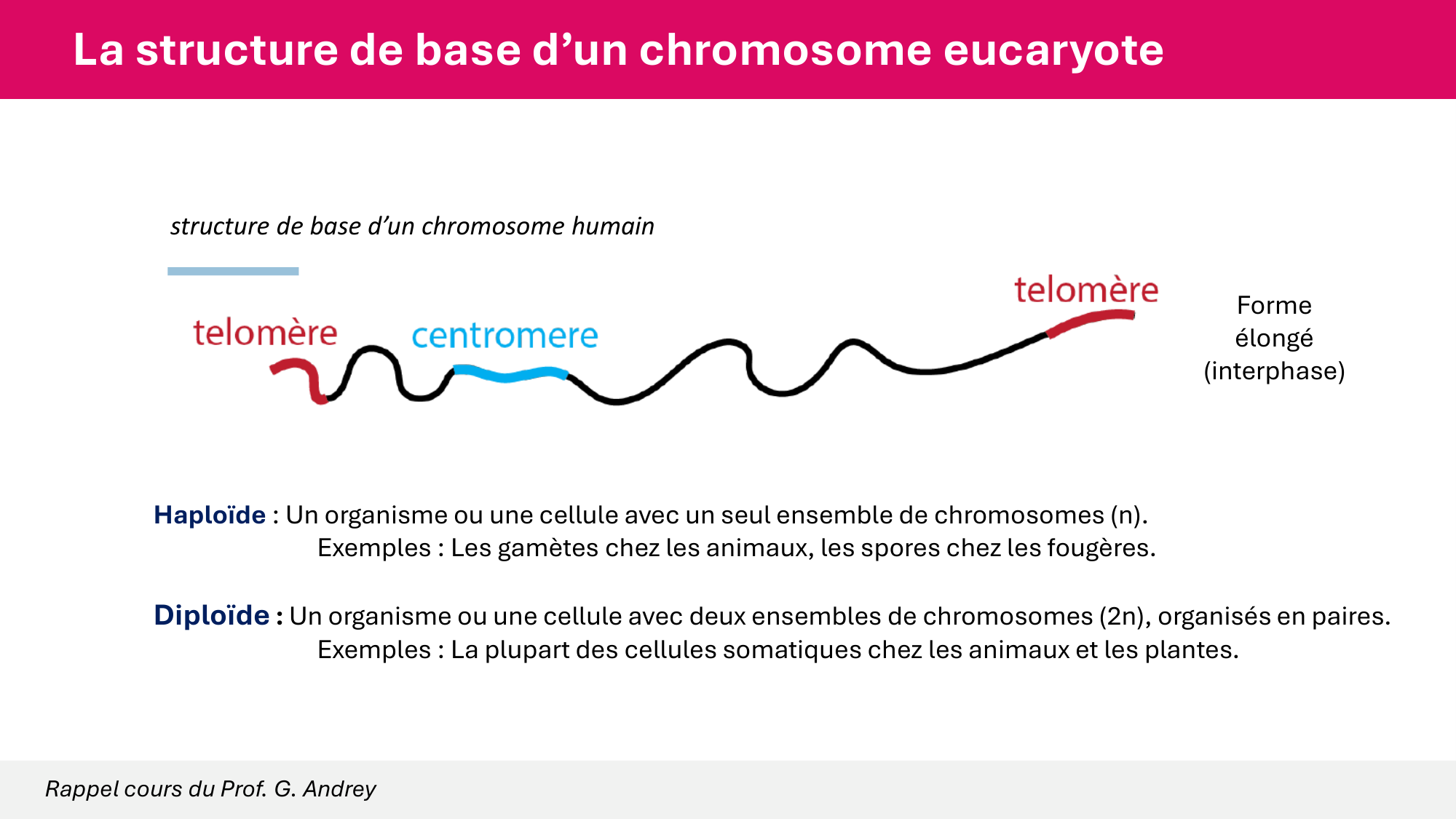 Cours 4 — Génome et chromatine page 11