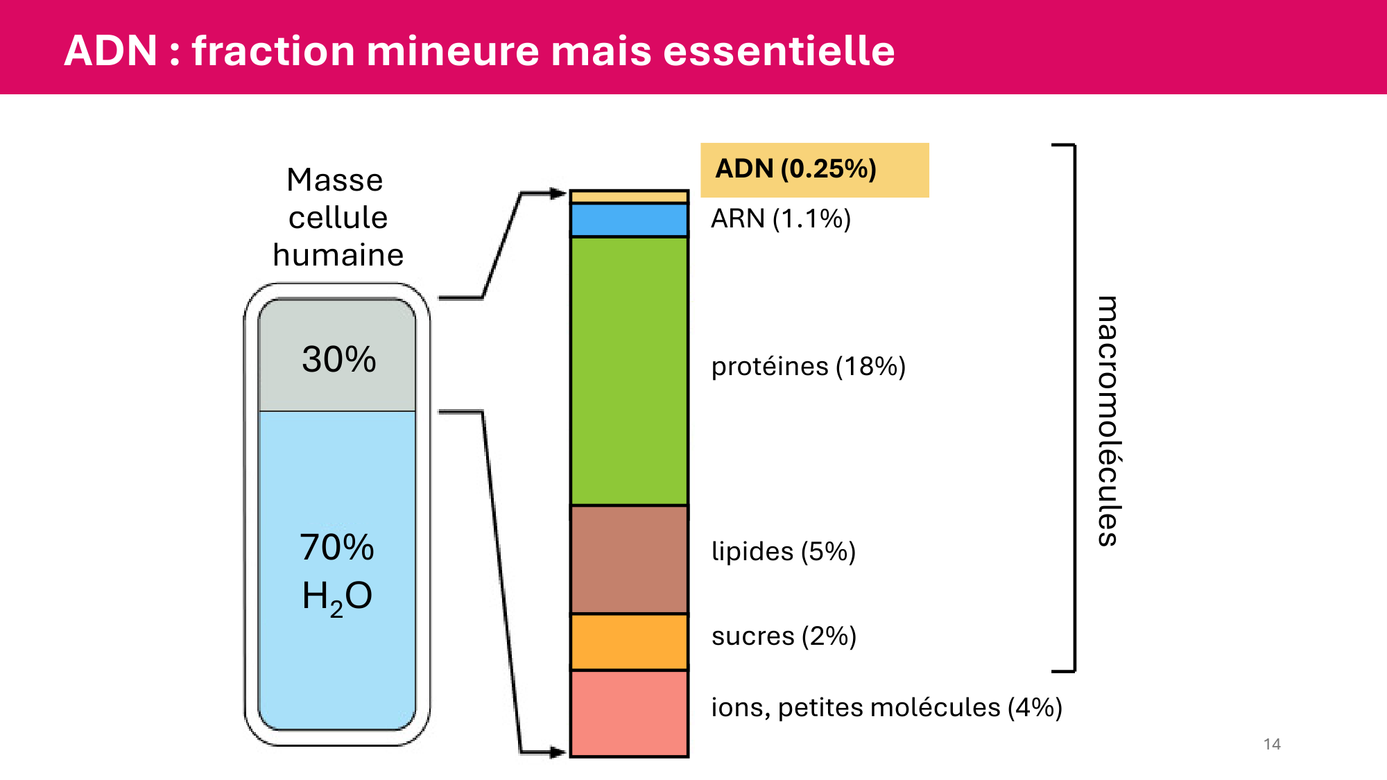 Cours 4 — Génome et chromatine page 14