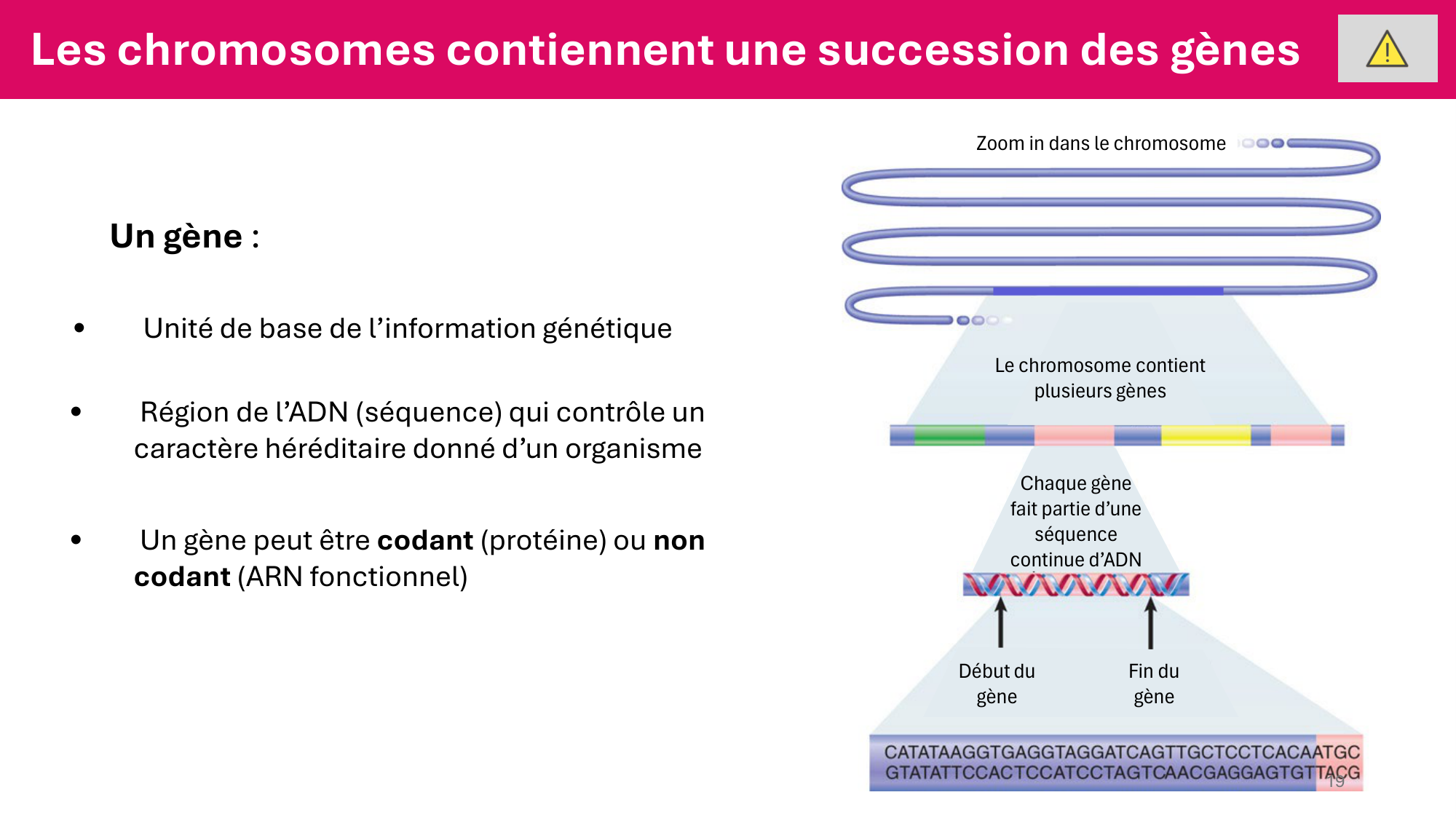 Cours 4 — Génome et chromatine page 19