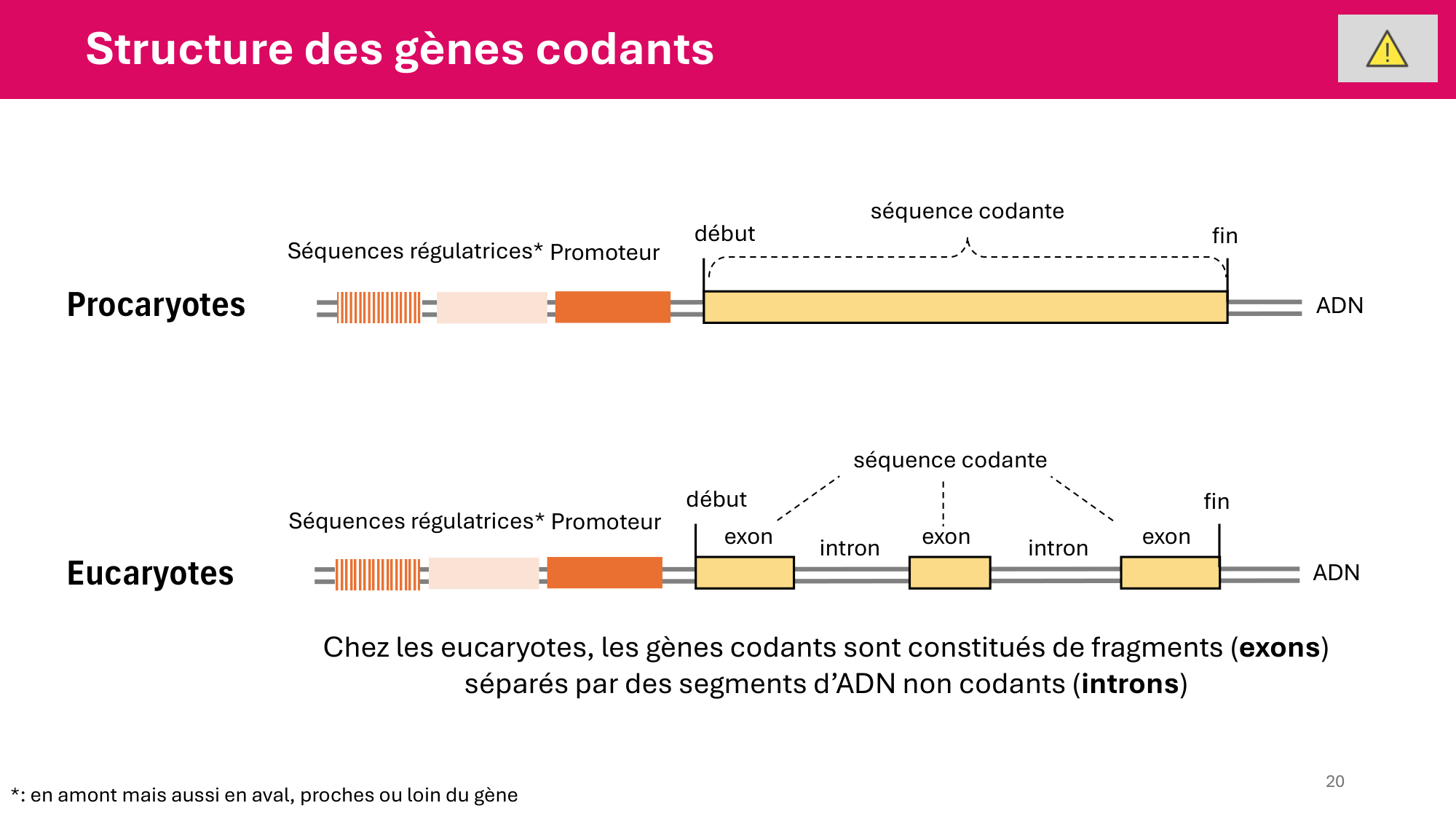Cours 4 — Génome et chromatine page 20