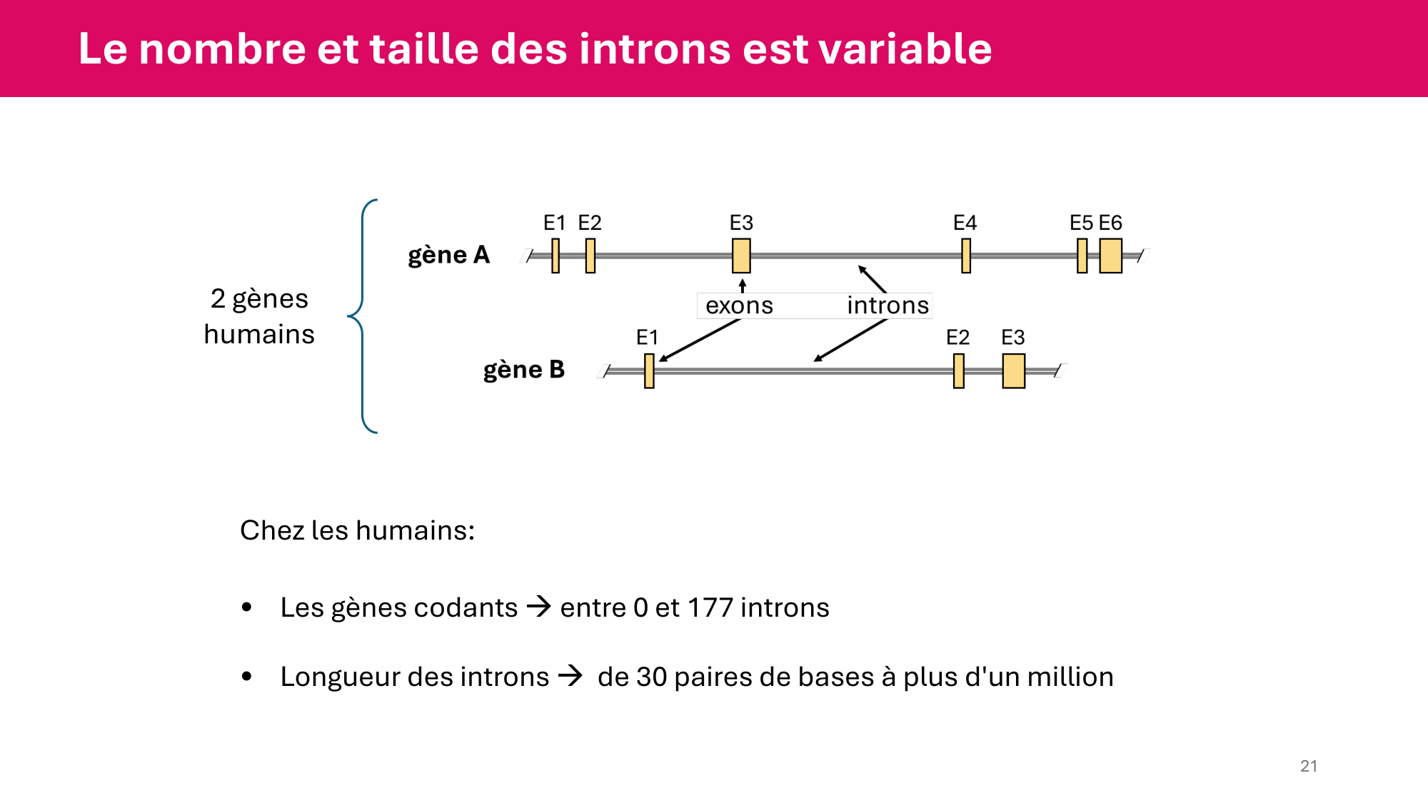 Cours 4 — Génome et chromatine page 21