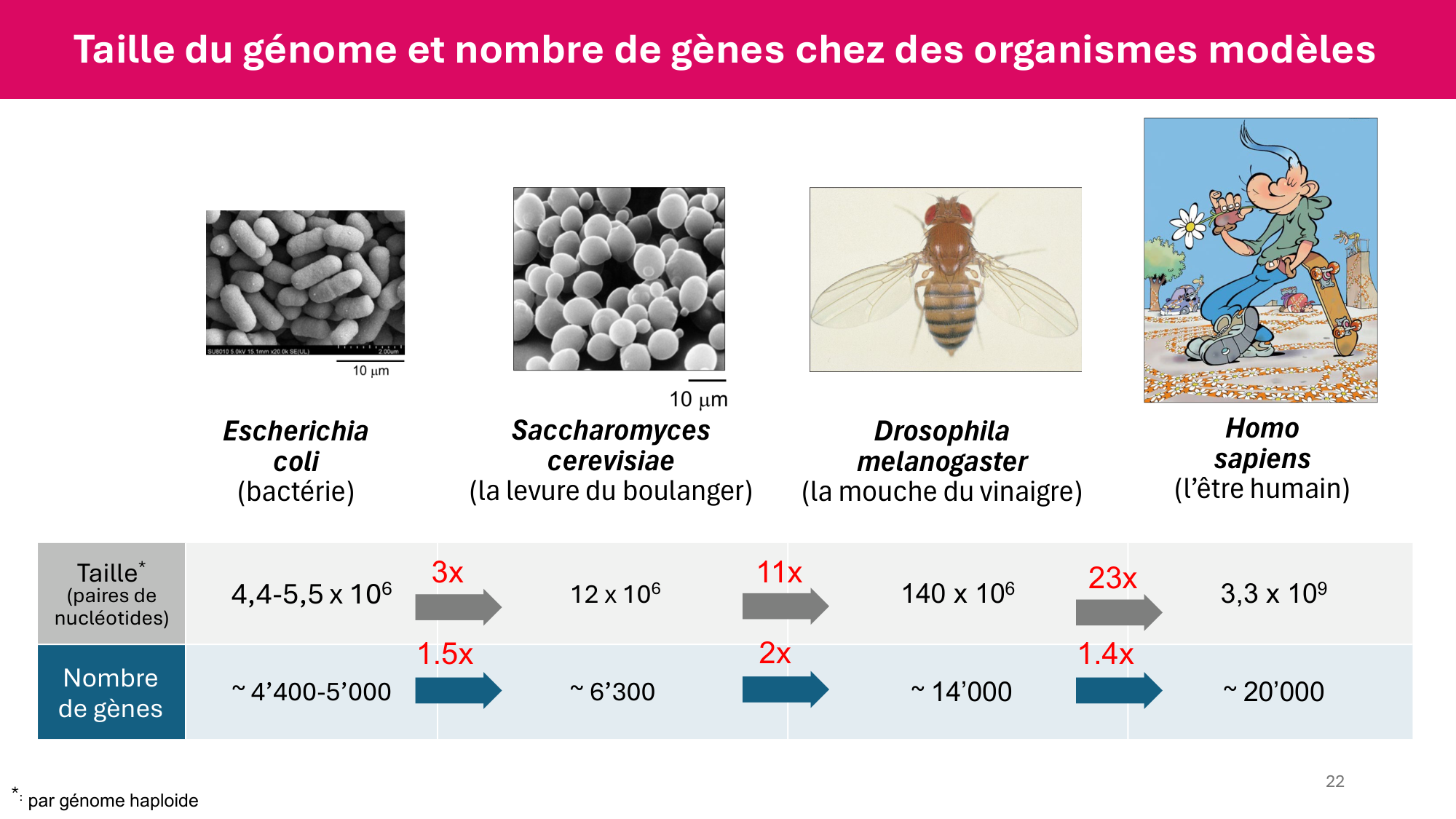 Cours 4 — Génome et chromatine page 22
