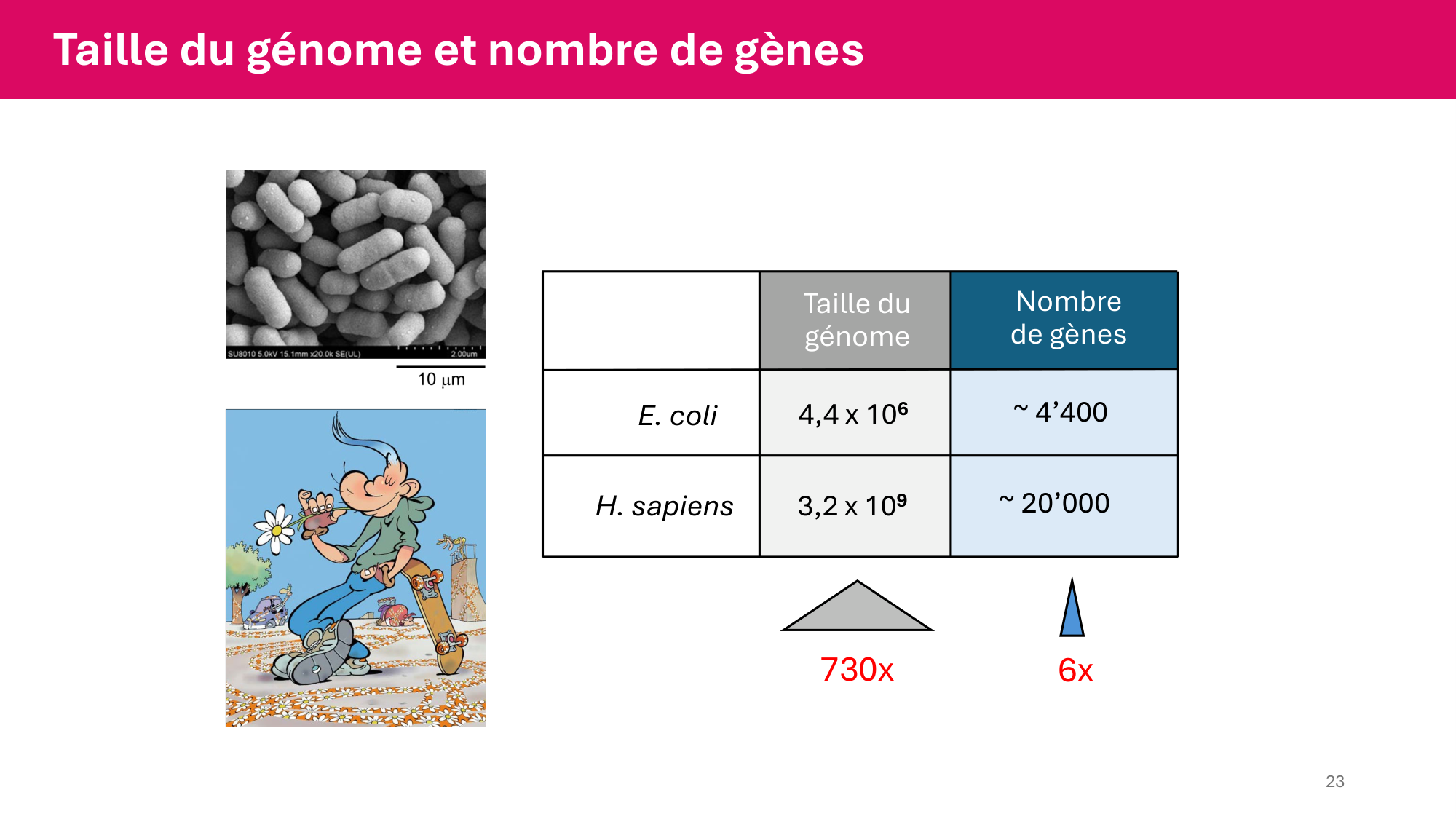 Cours 4 — Génome et chromatine page 23