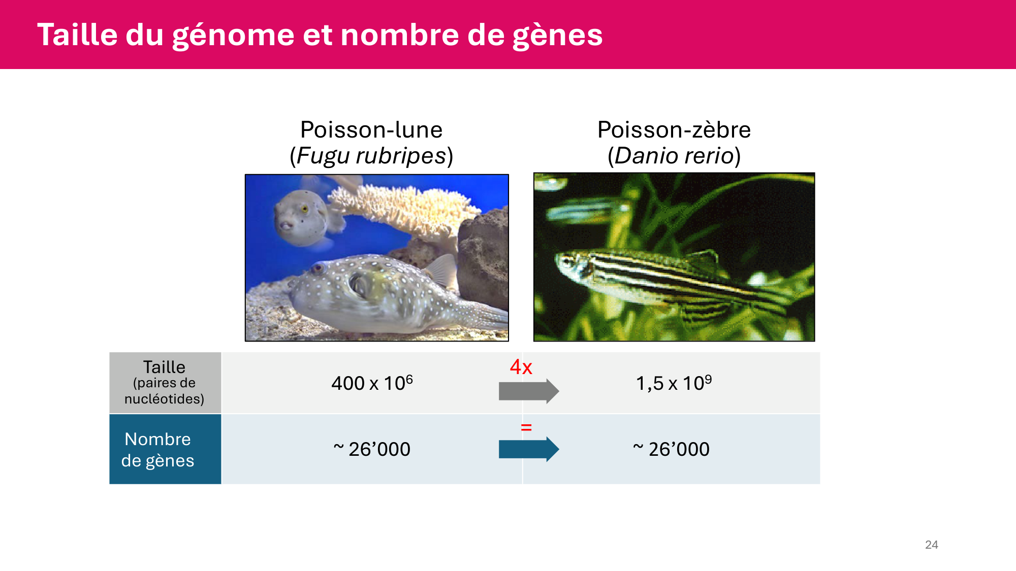 Cours 4 — Génome et chromatine page 24