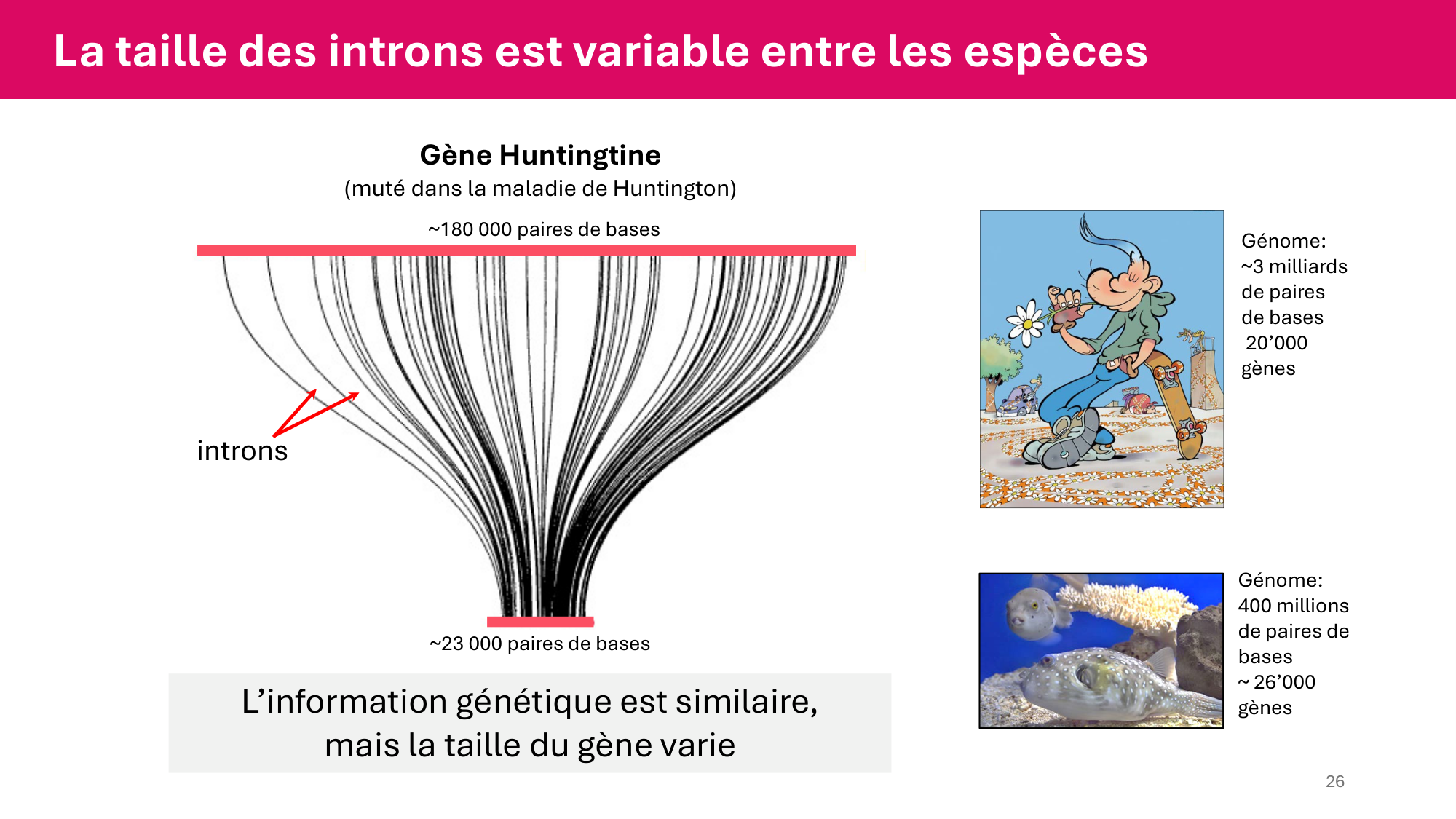 Cours 4 — Génome et chromatine page 26
