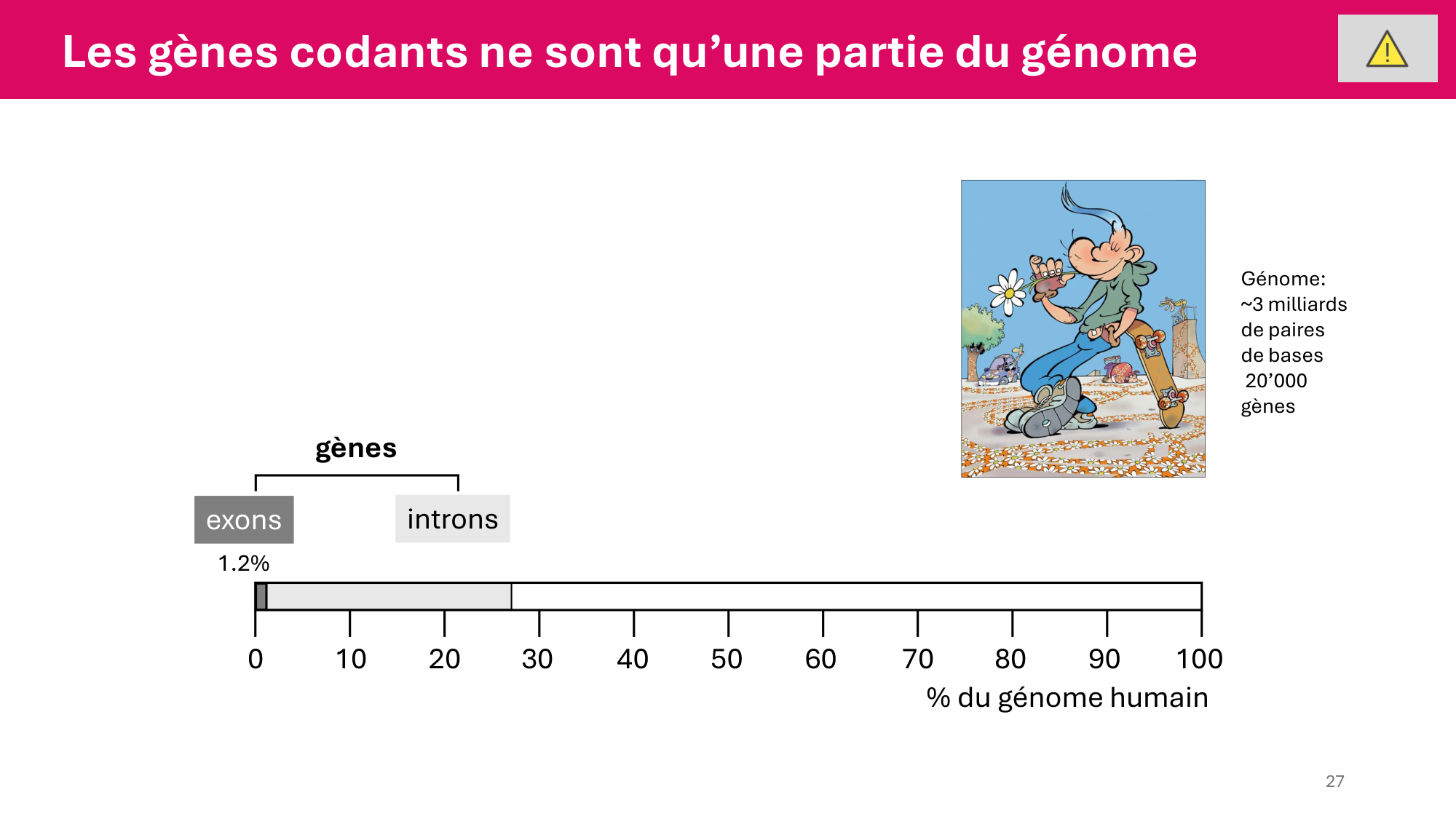 Cours 4 — Génome et chromatine page 27