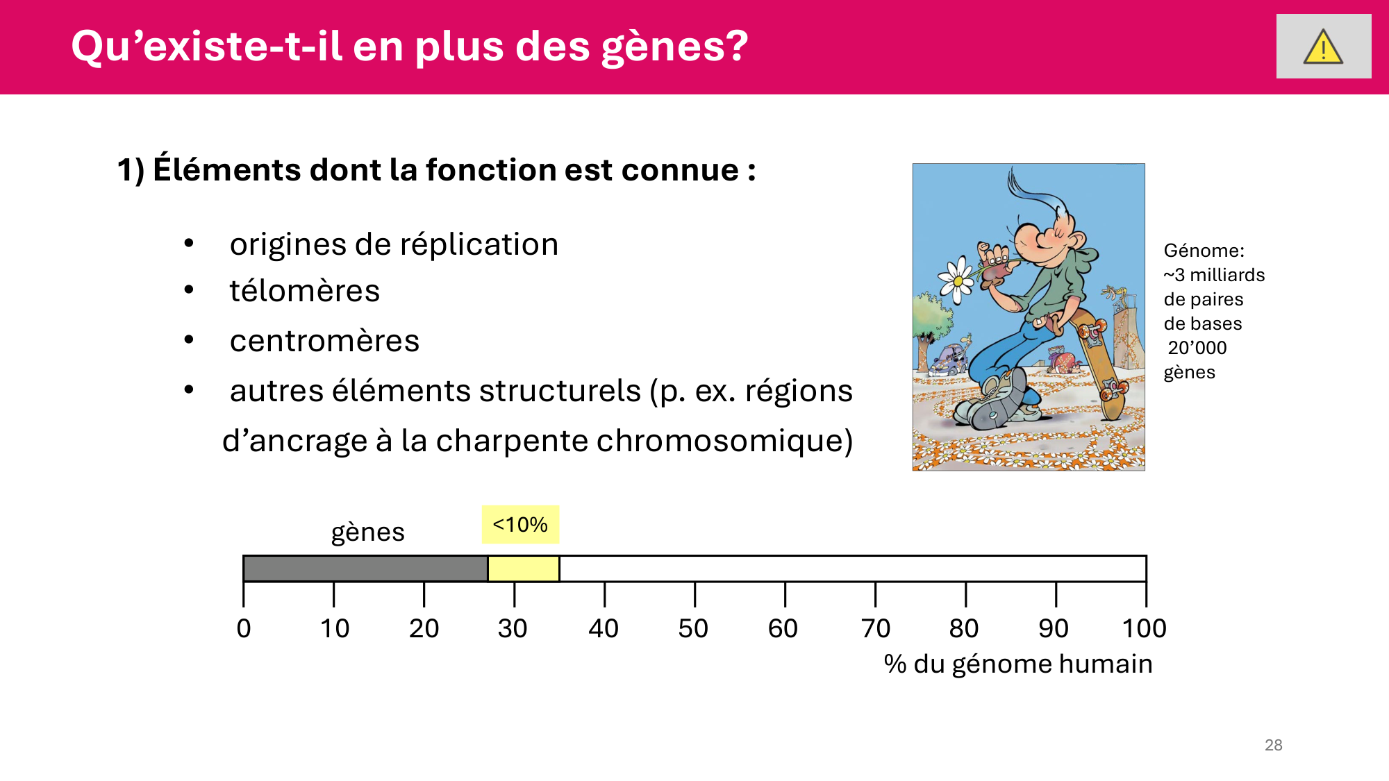 Cours 4 — Génome et chromatine page 28