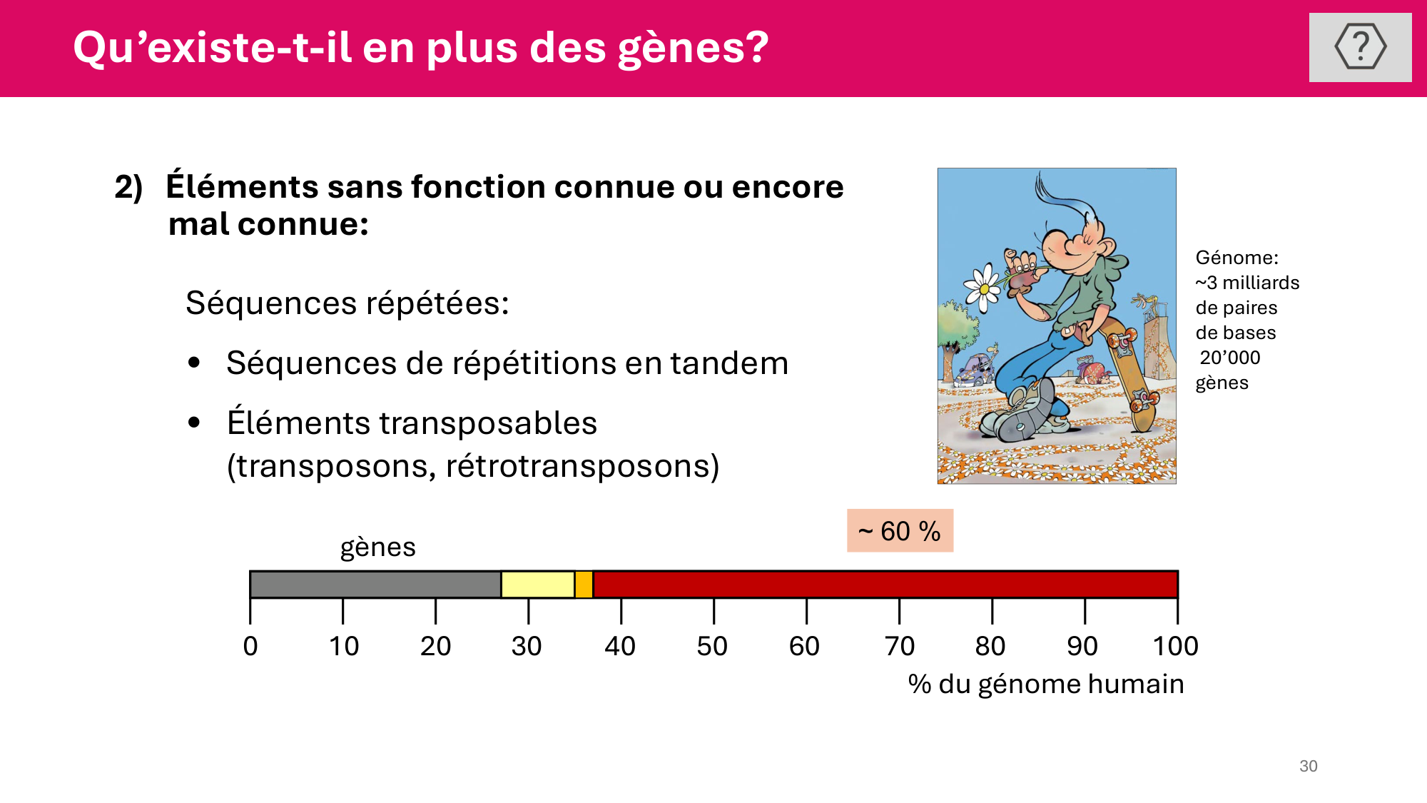 Cours 4 — Génome et chromatine page 30