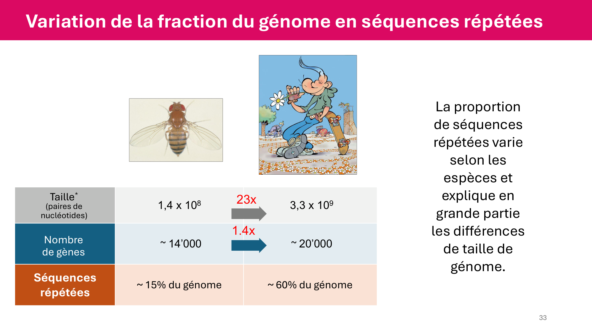 Cours 4 — Génome et chromatine page 33