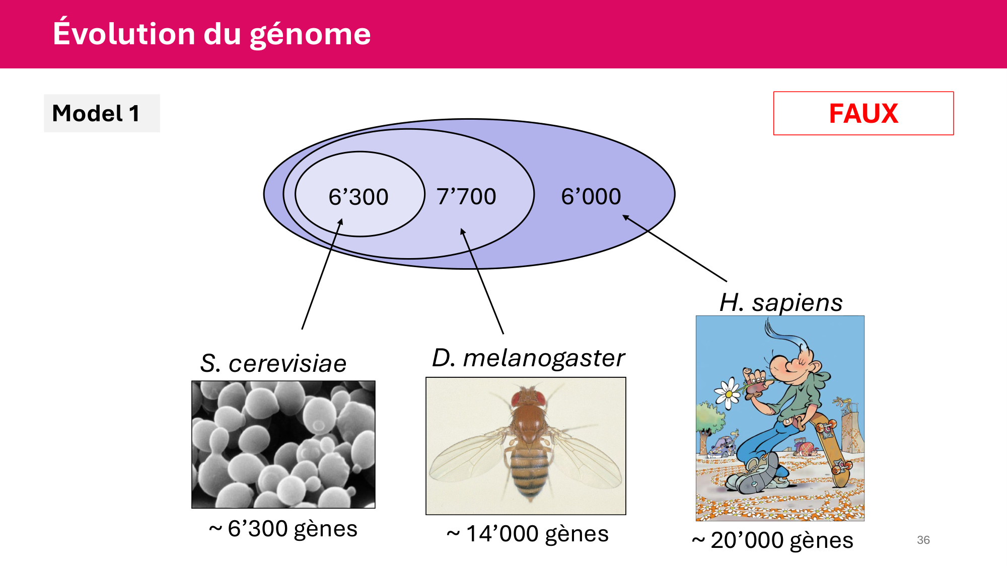 Cours 4 — Génome et chromatine page 36