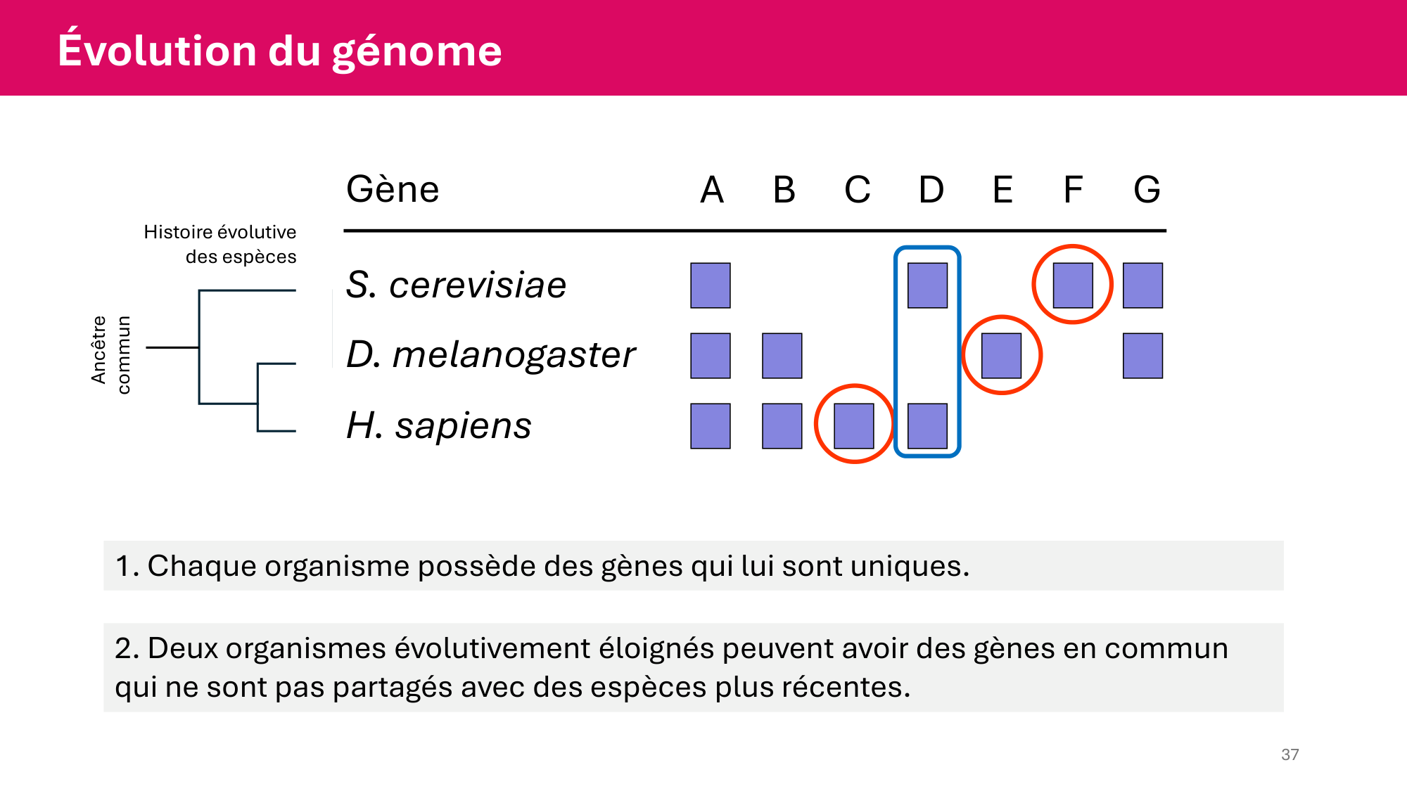 Cours 4 — Génome et chromatine page 37